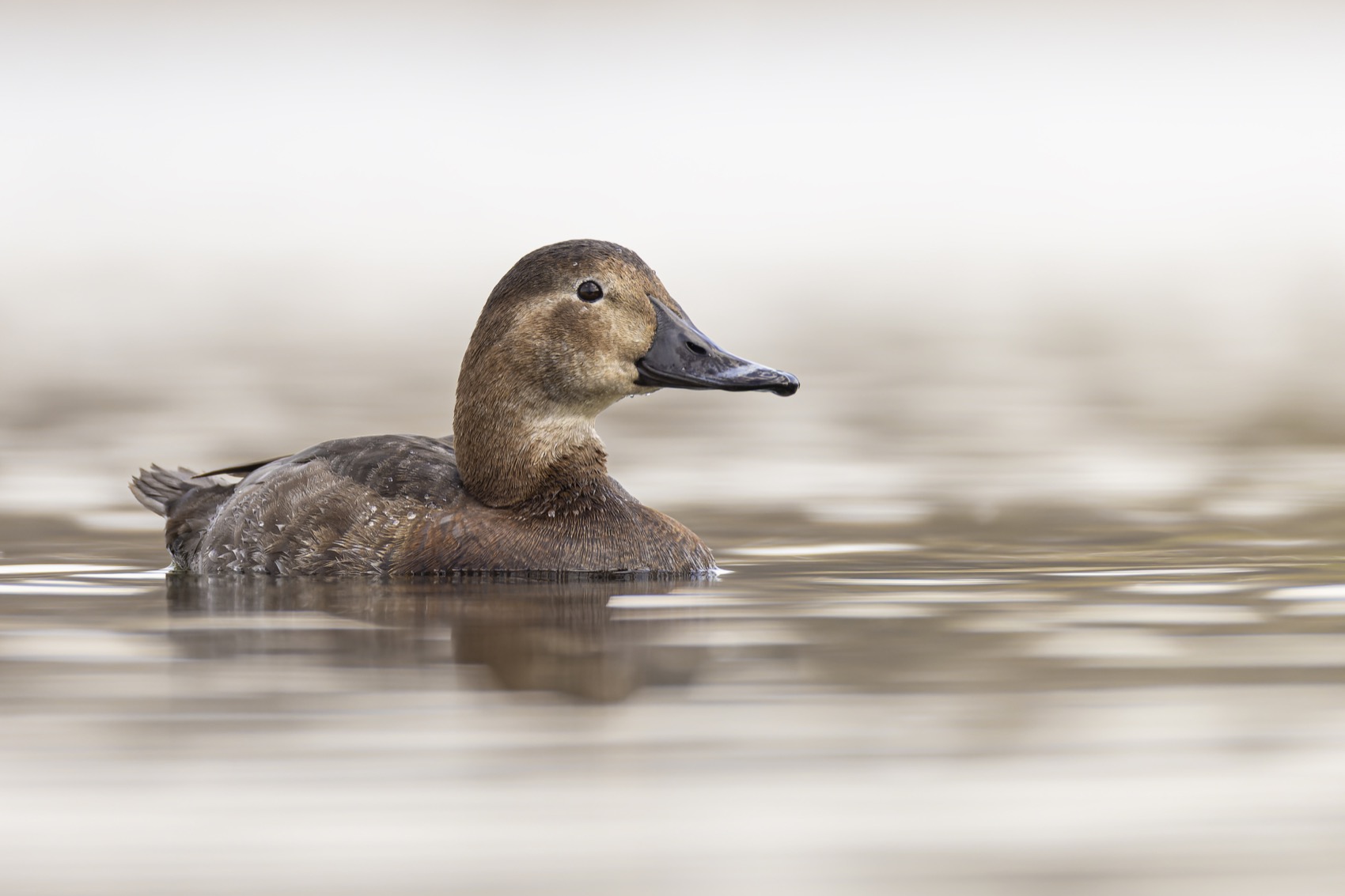 красноголовый нырок, птицы, утка, Руслан Pl
