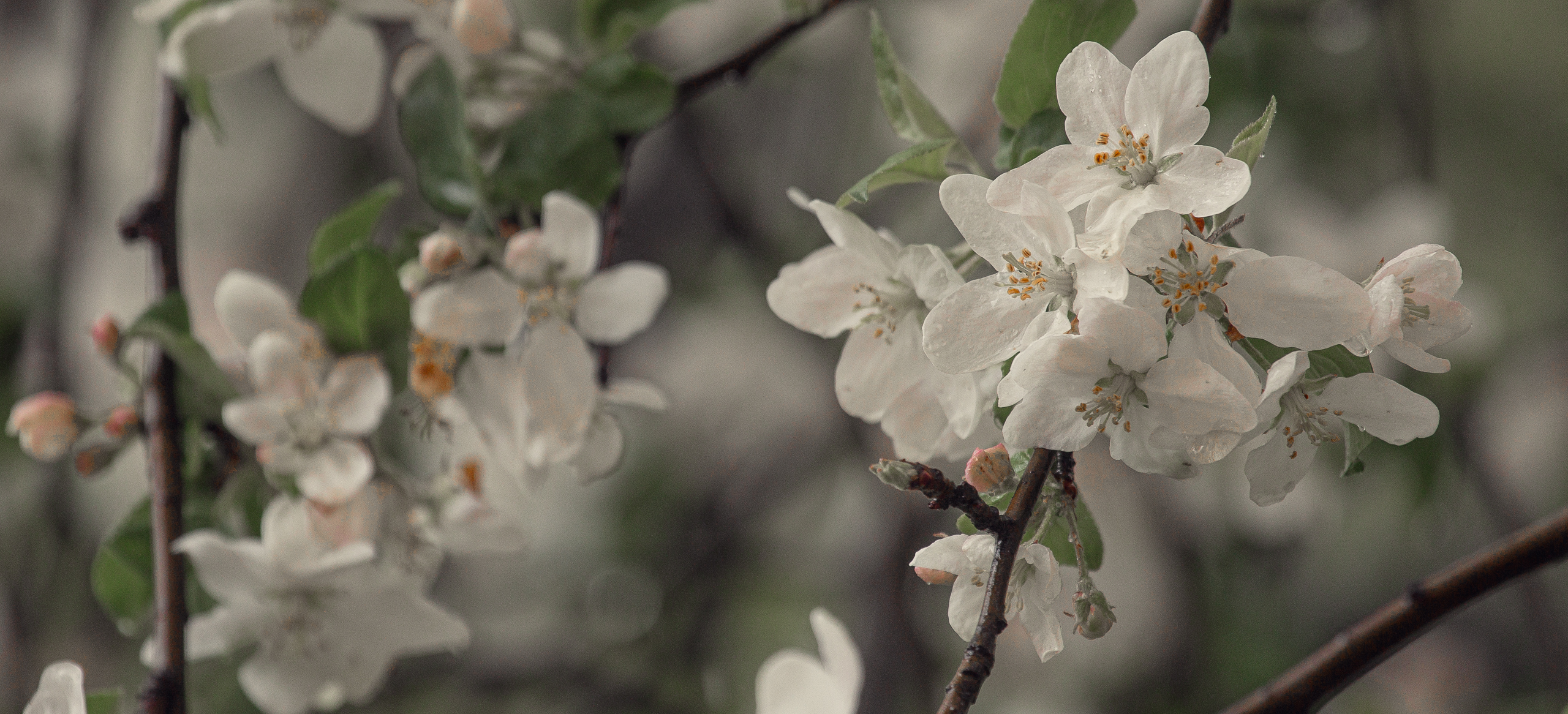 , Сухачев Денис