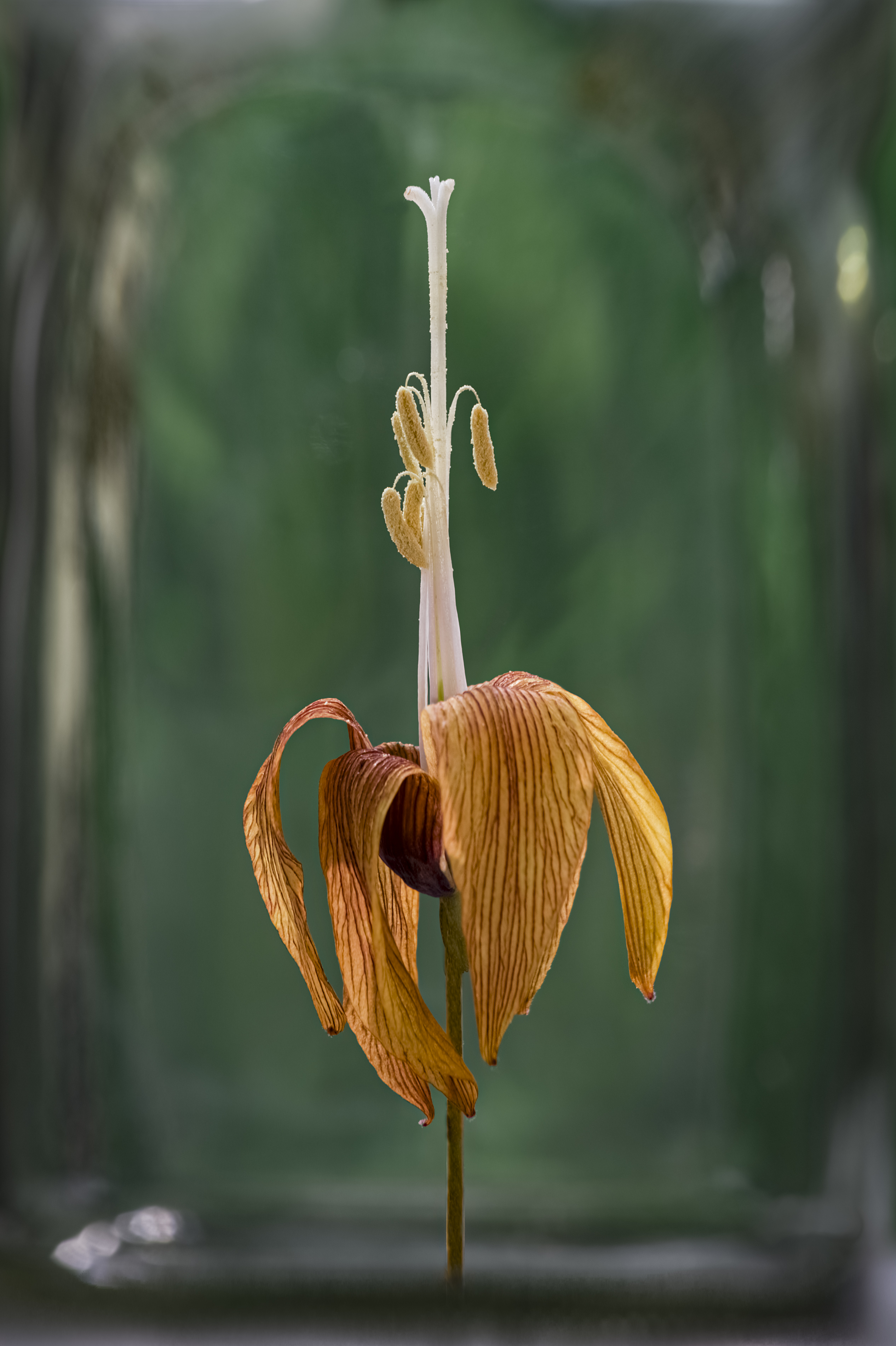 , Черновол Валентин