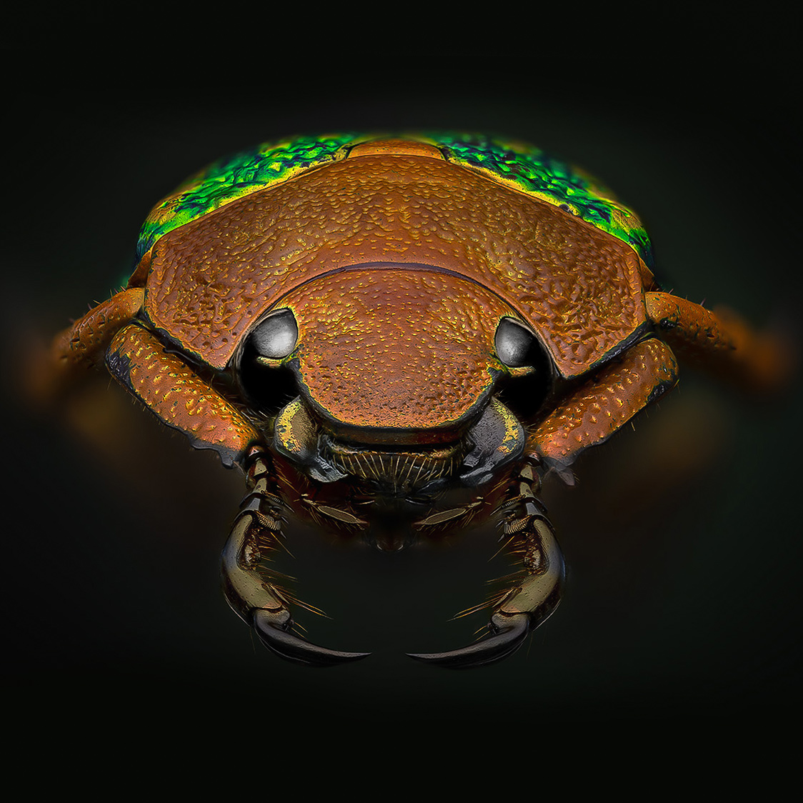 coleoptera, scarabaeidae, chrysina victorina, Kavaliauskas Eugenijus