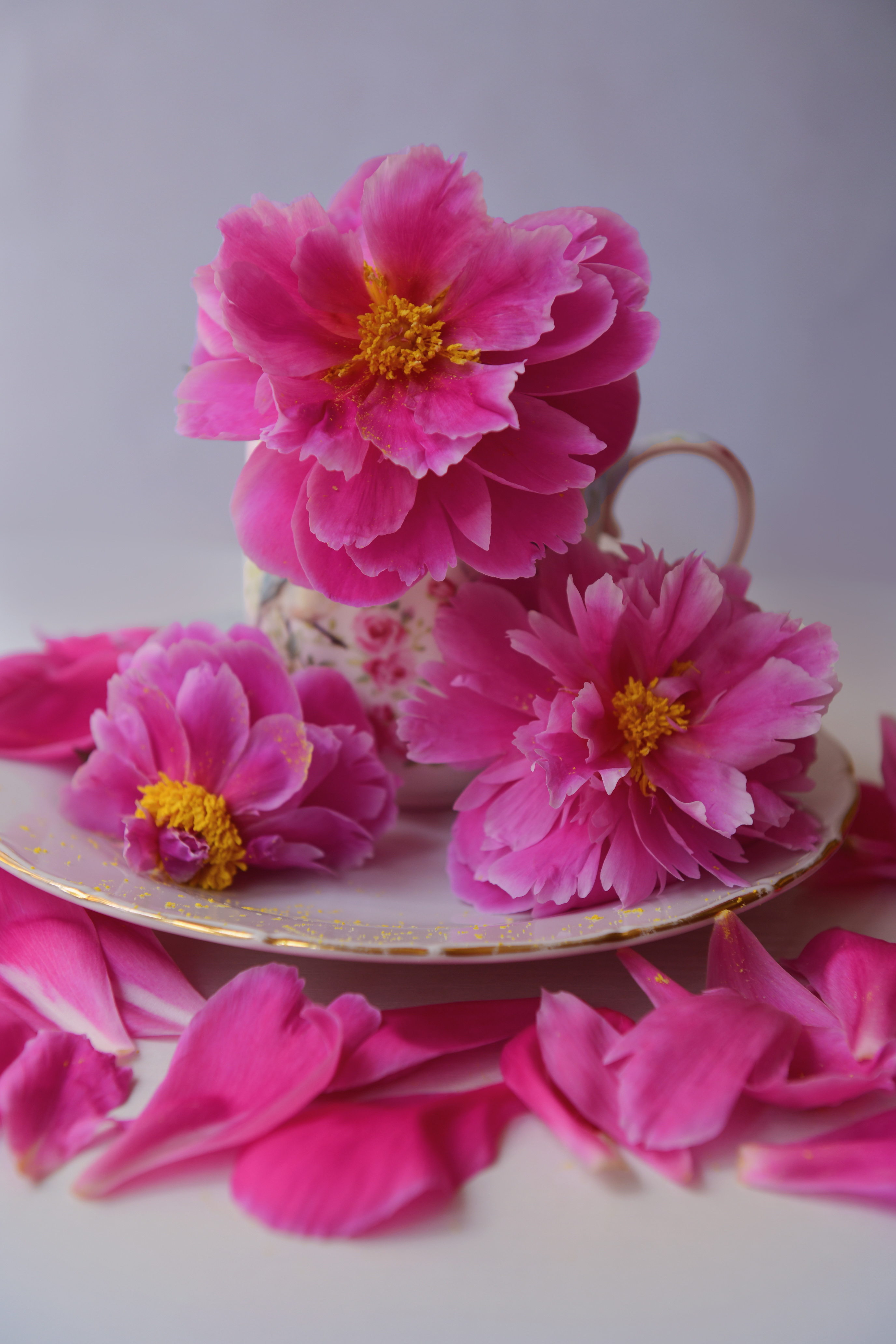 , Божена Пучко