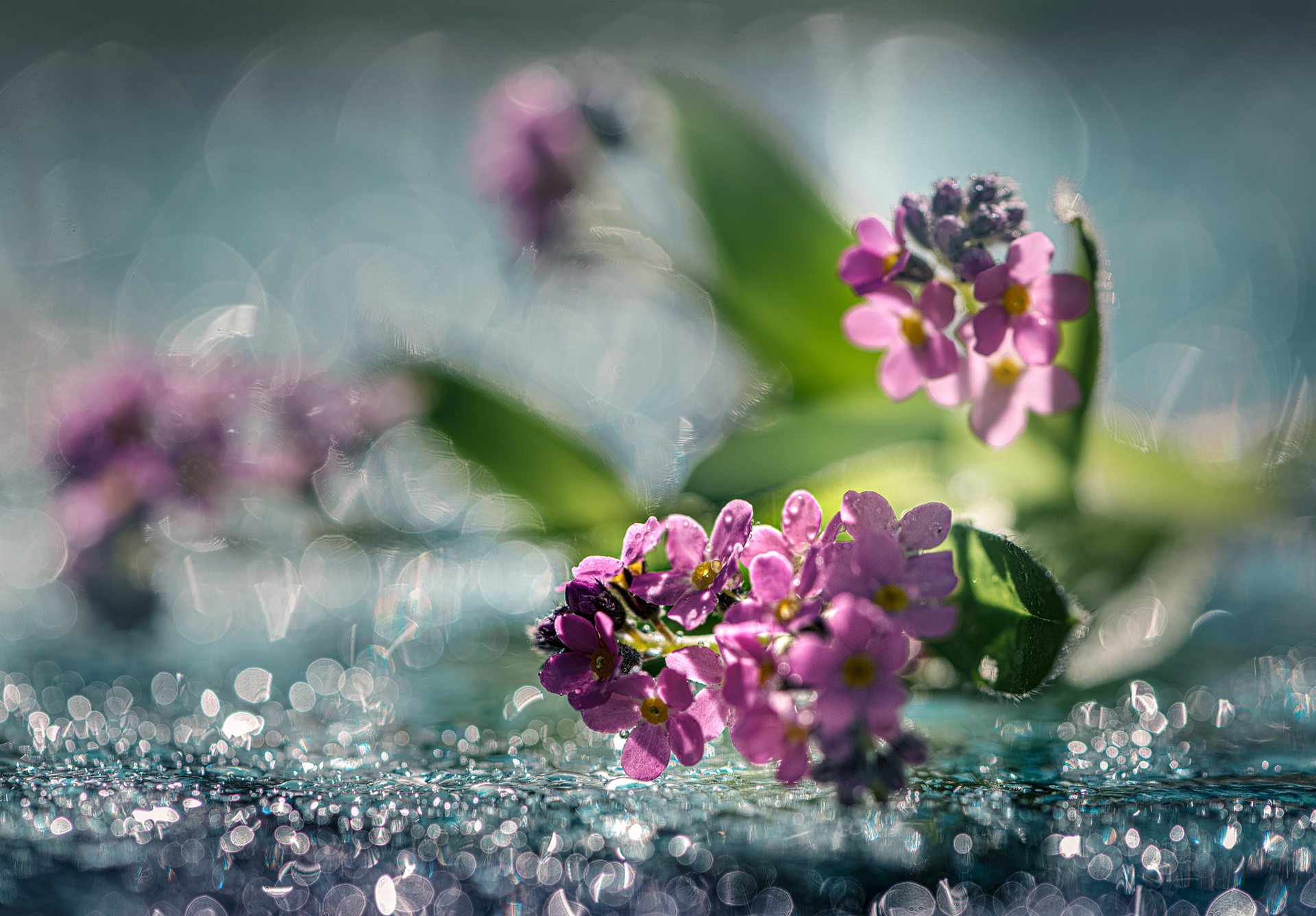 , Неля Рачкова