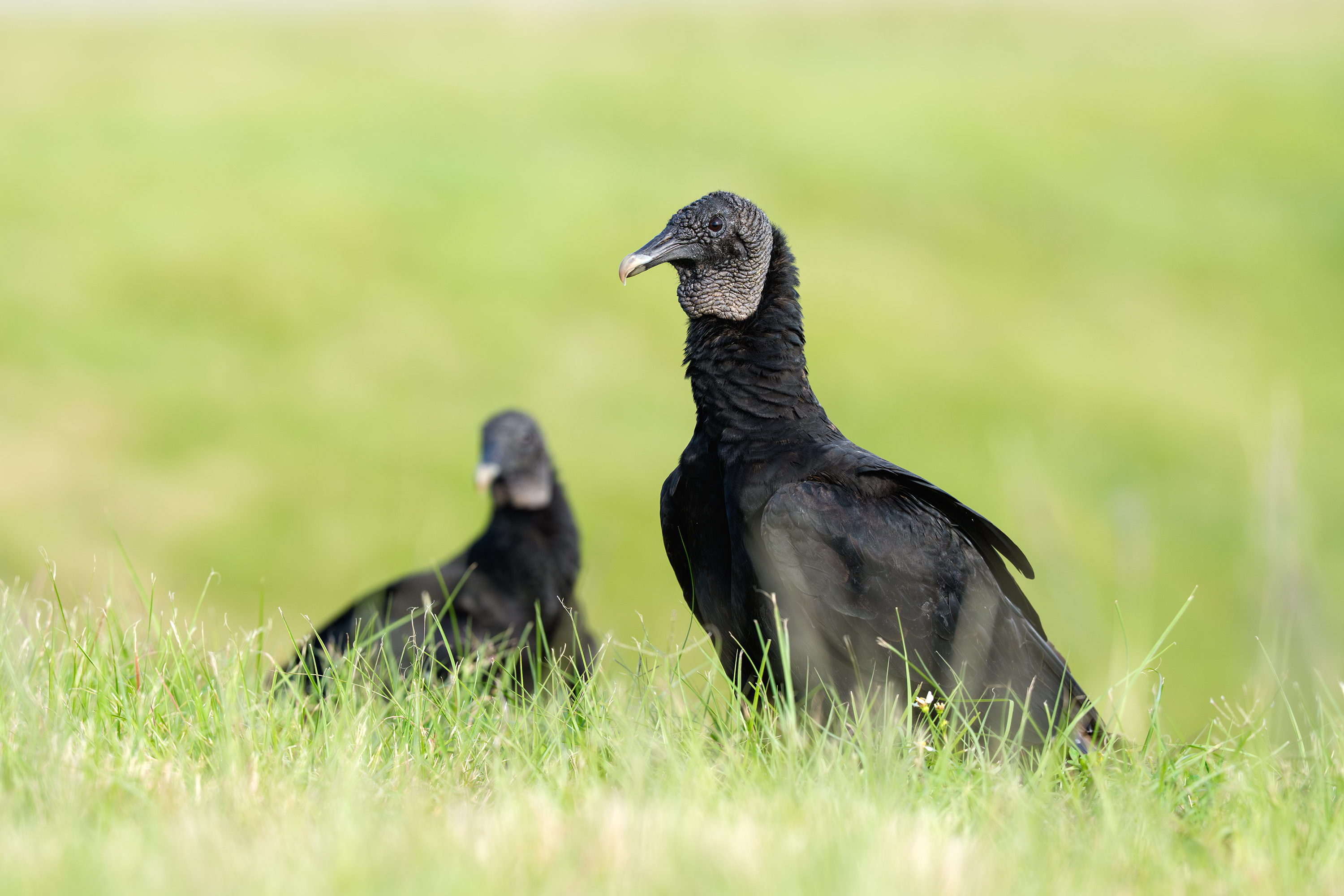 птица, фотоохота, гриф, природа, фауна, Vladimir Kulikov