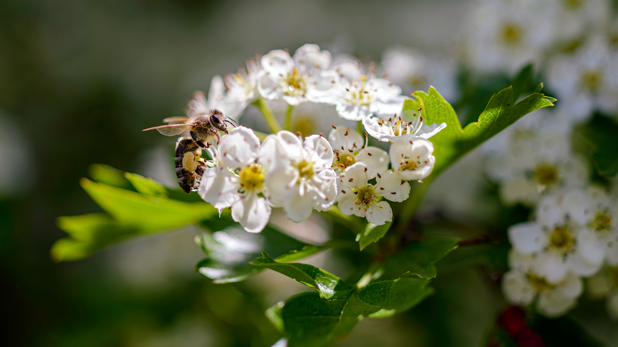 ,  Светослав Радков