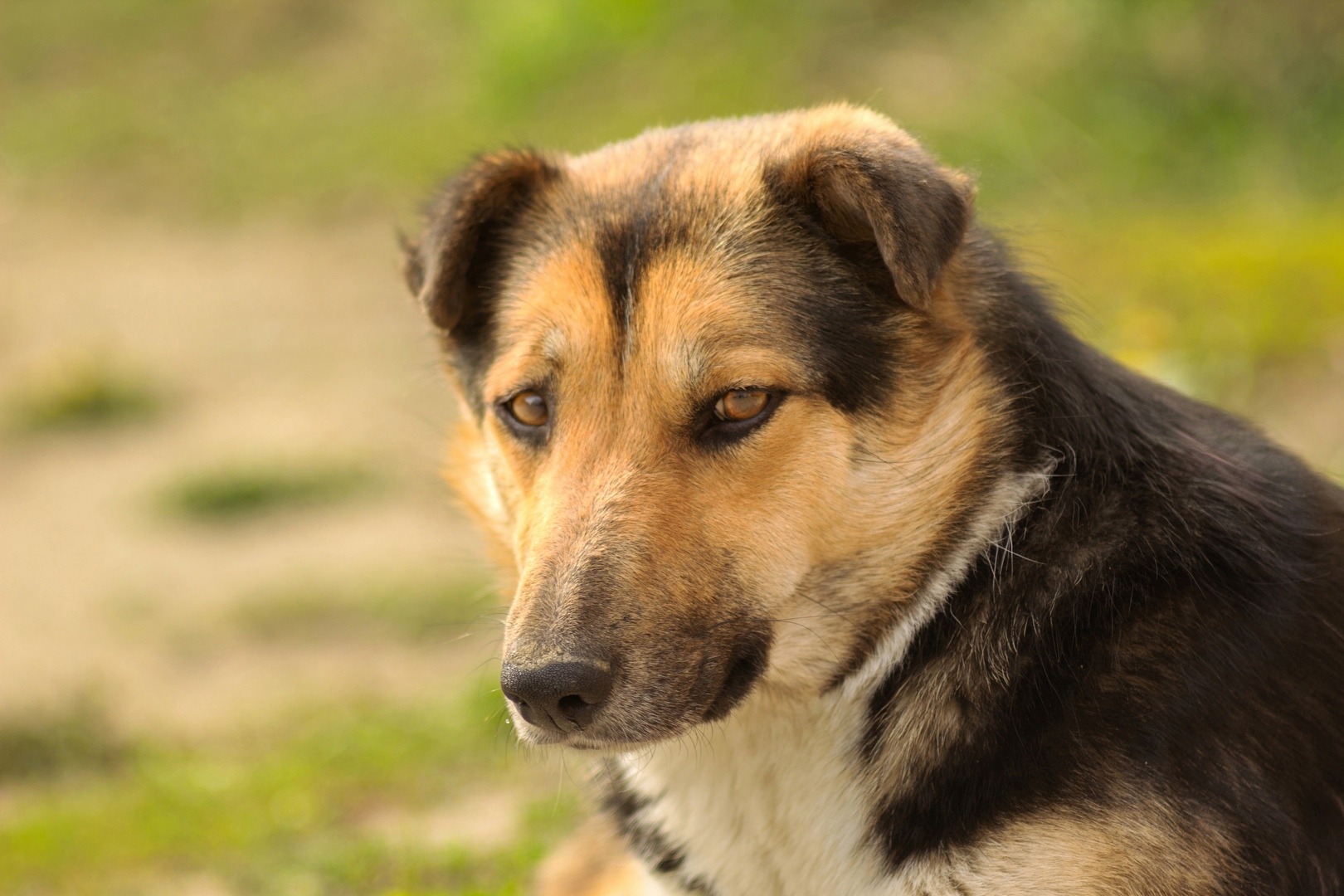 бездомный, пес, Александр Канцур