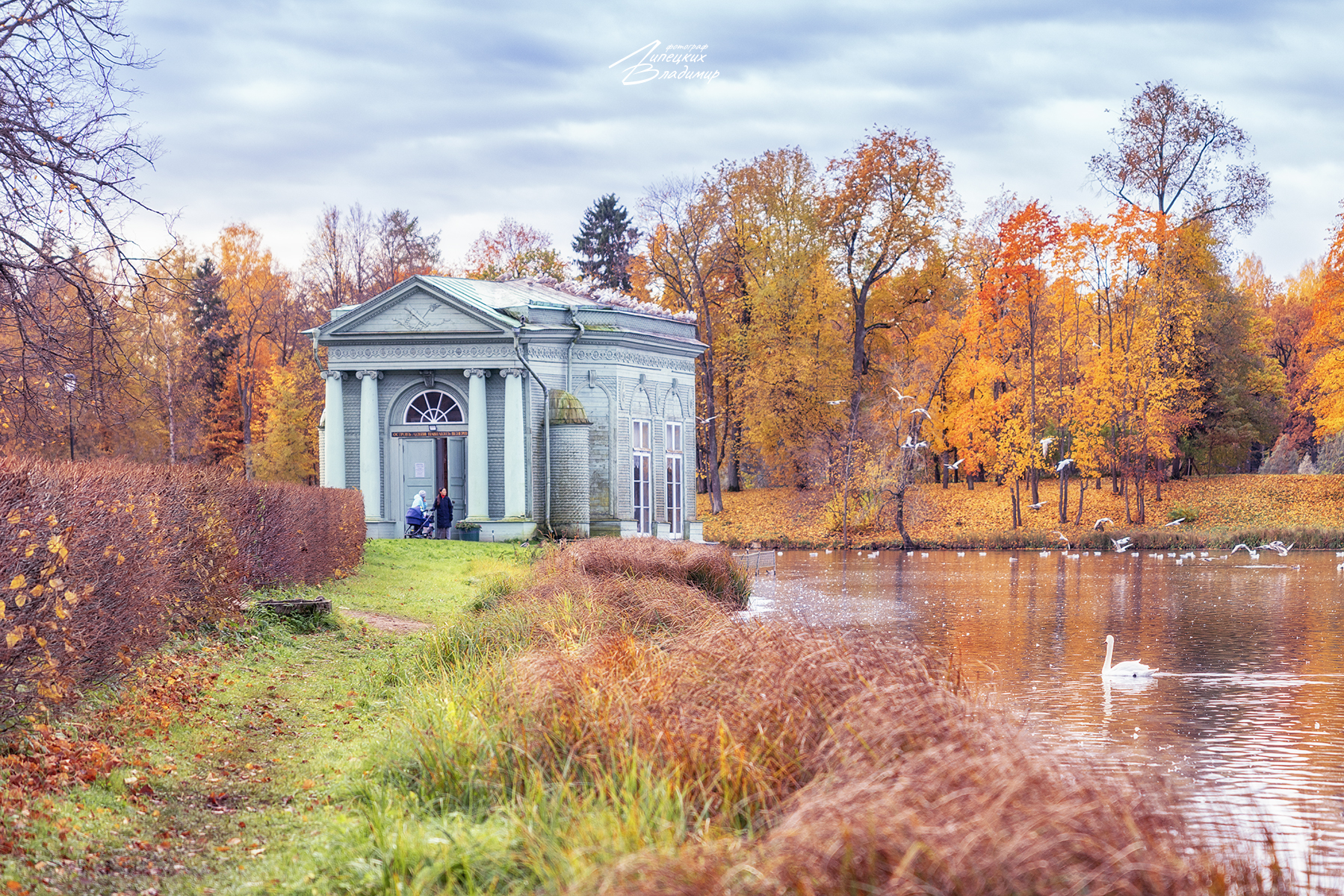 гатчина, дворцовый парк, осень, Липецких Владимир