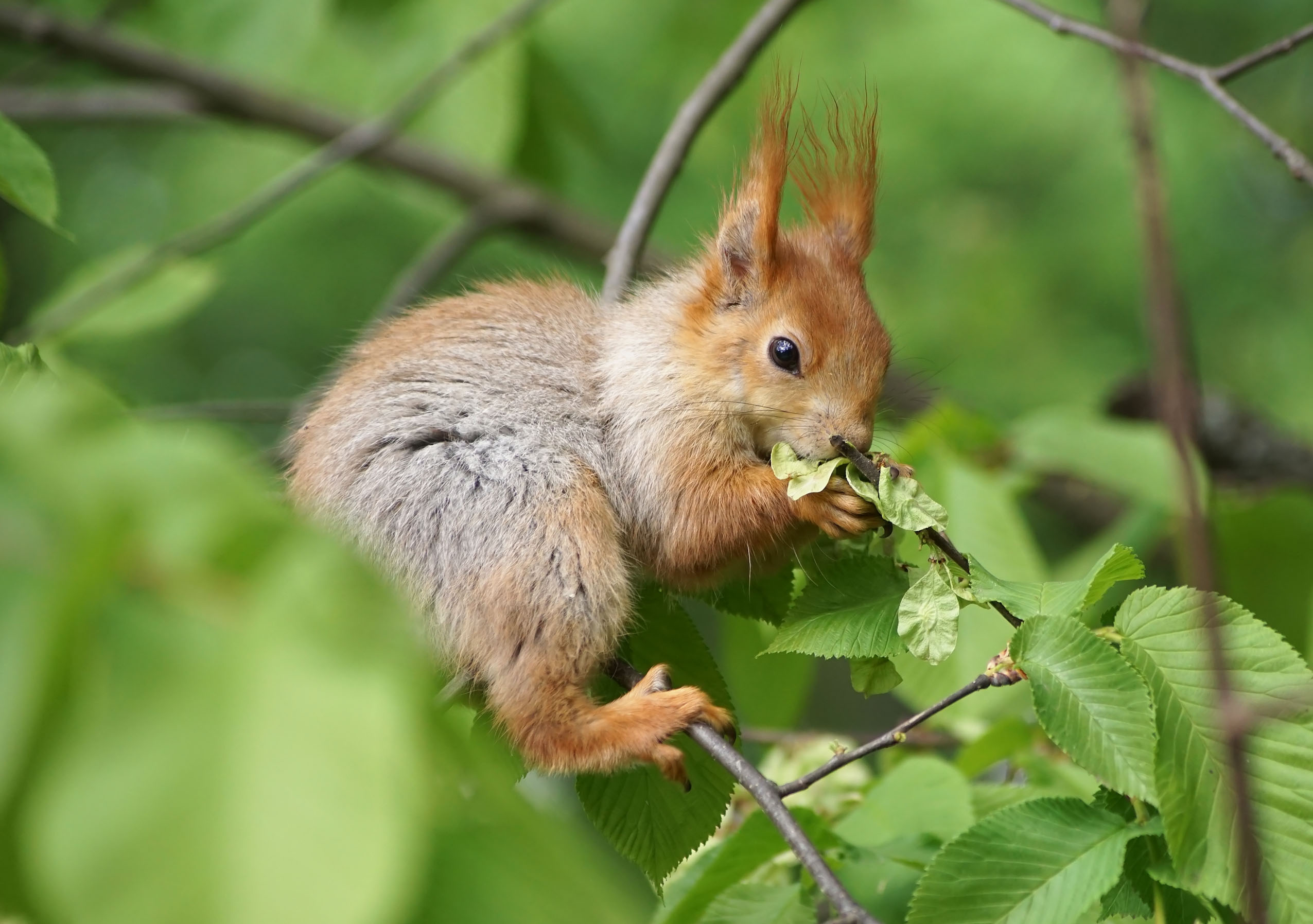 Белка, листья, завтрак, Чепленко Алексей