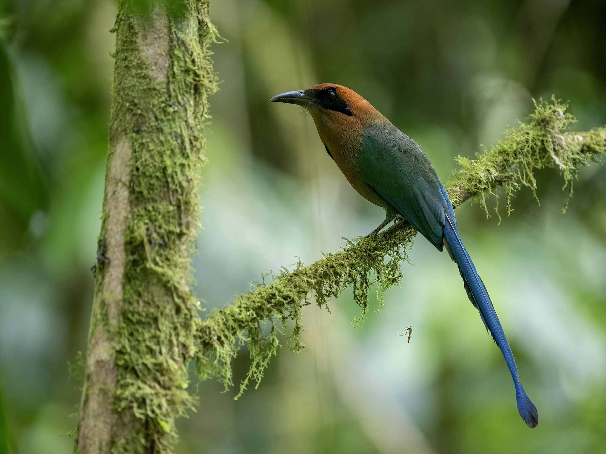 , Fernando Burgalin Sequeira