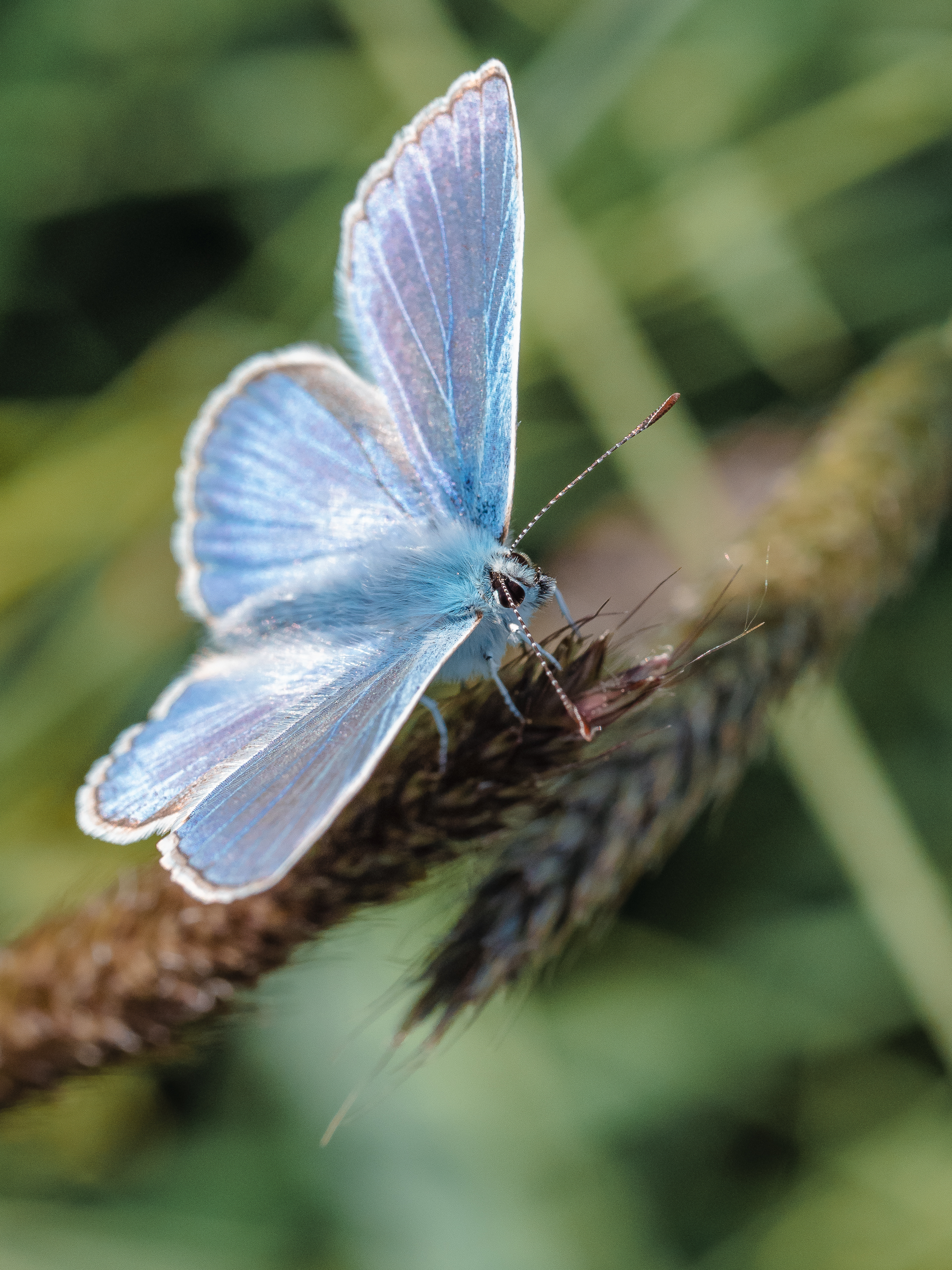 , Ирина Протченко