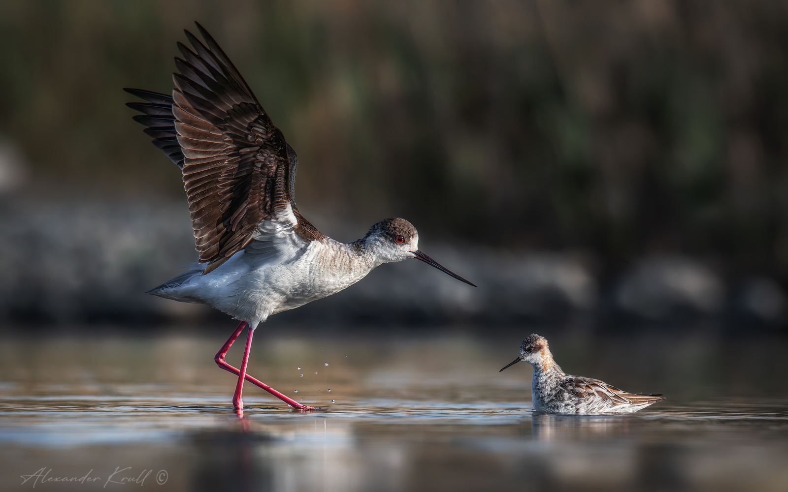 кулик, круглоносый плавунчик, phalaropus lobatus, ходулочник, himantopus himantopus, Круль Александр