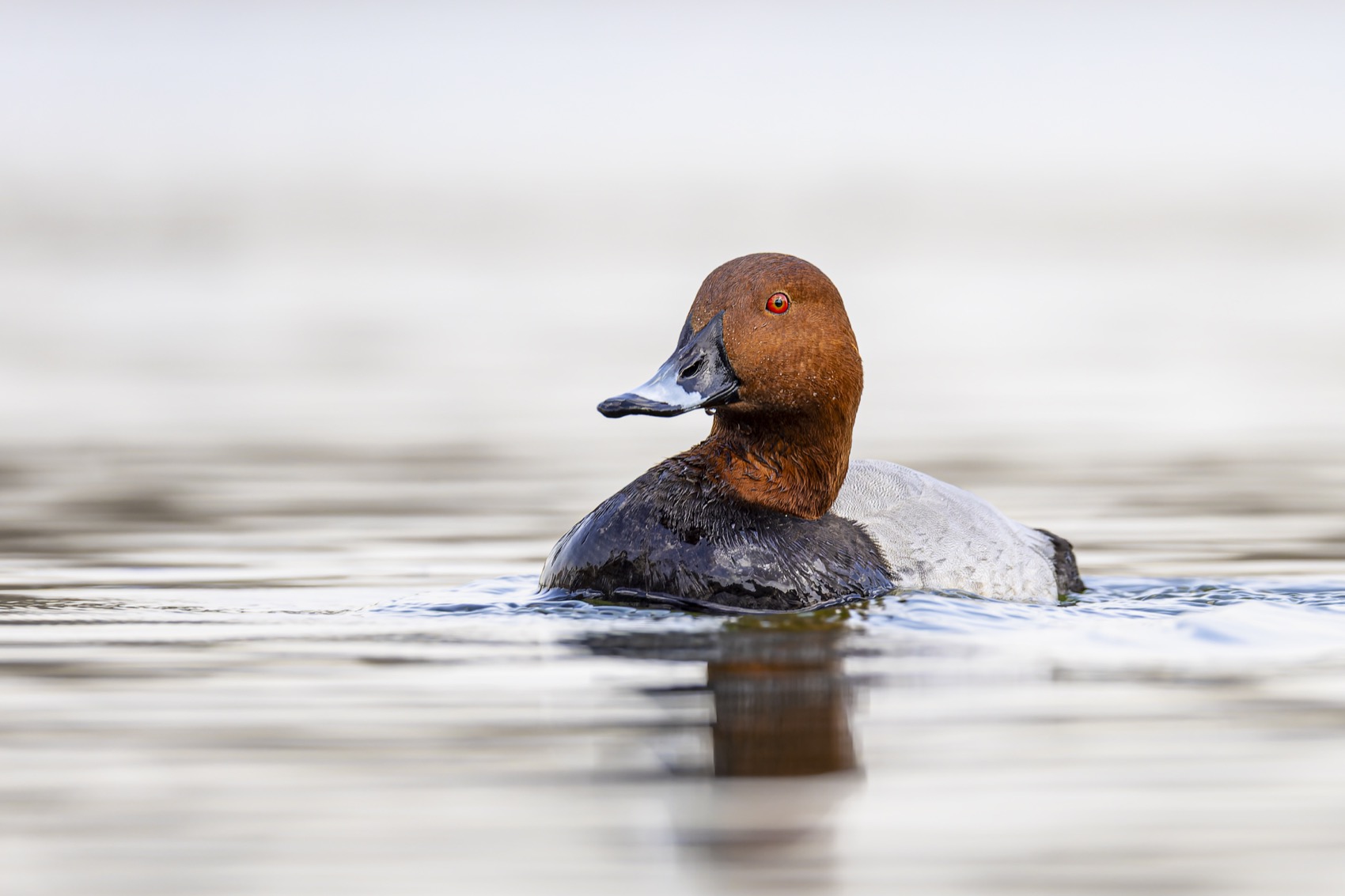 красноголовый нырок, птицы, утка, Руслан Pl