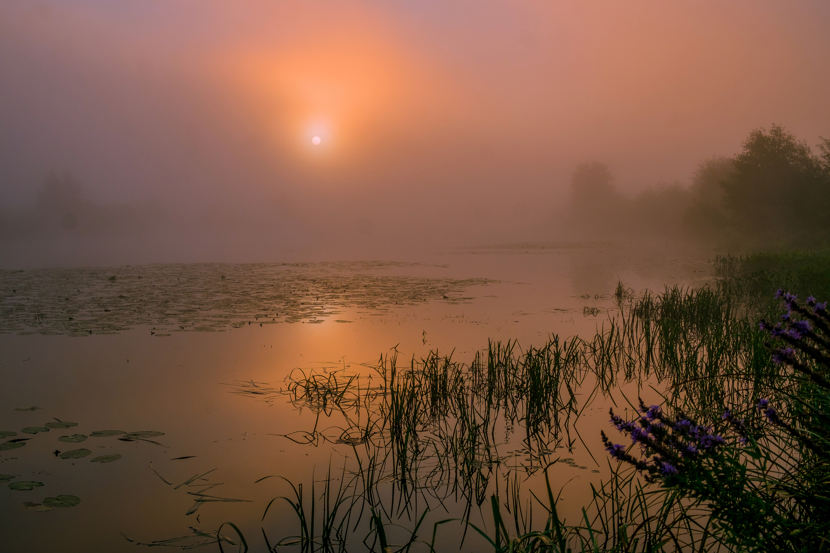 лето утро туман природа пейзаж, Александр Строков