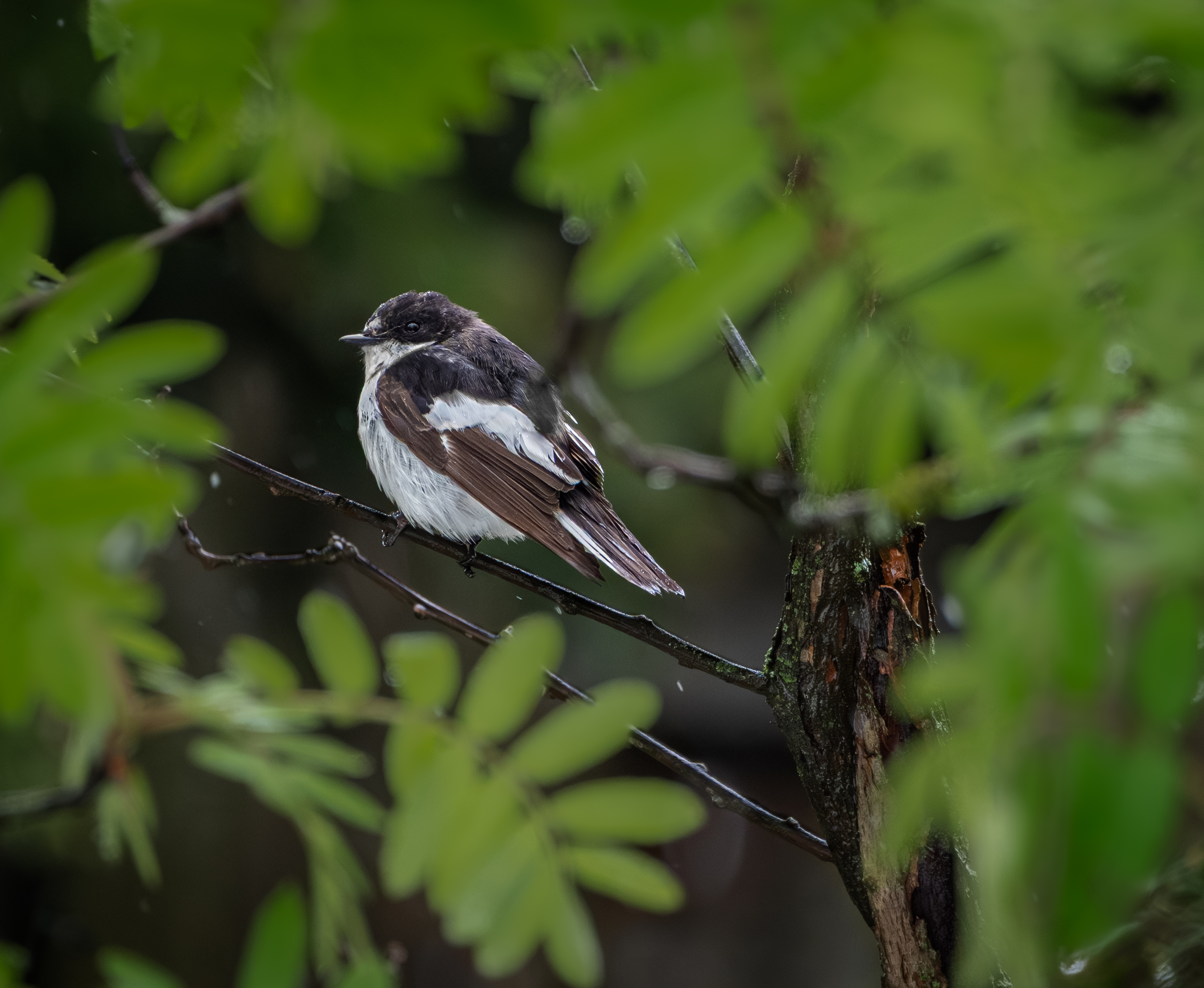 , Курлянцев Алексей