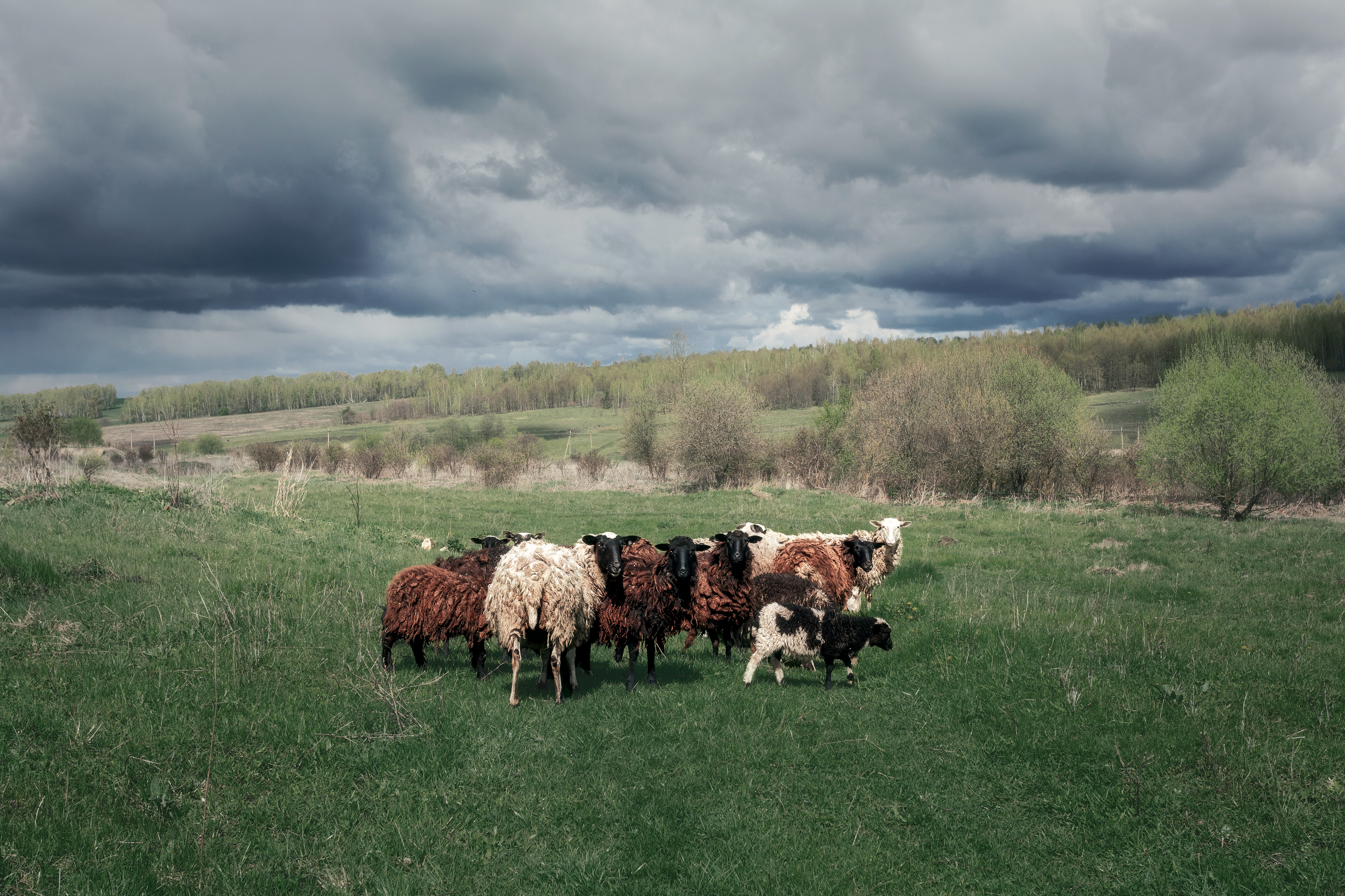 природа, Тульская область, пейзаж, деревенский пейзаж, животные, Мартыненко Дмитрий