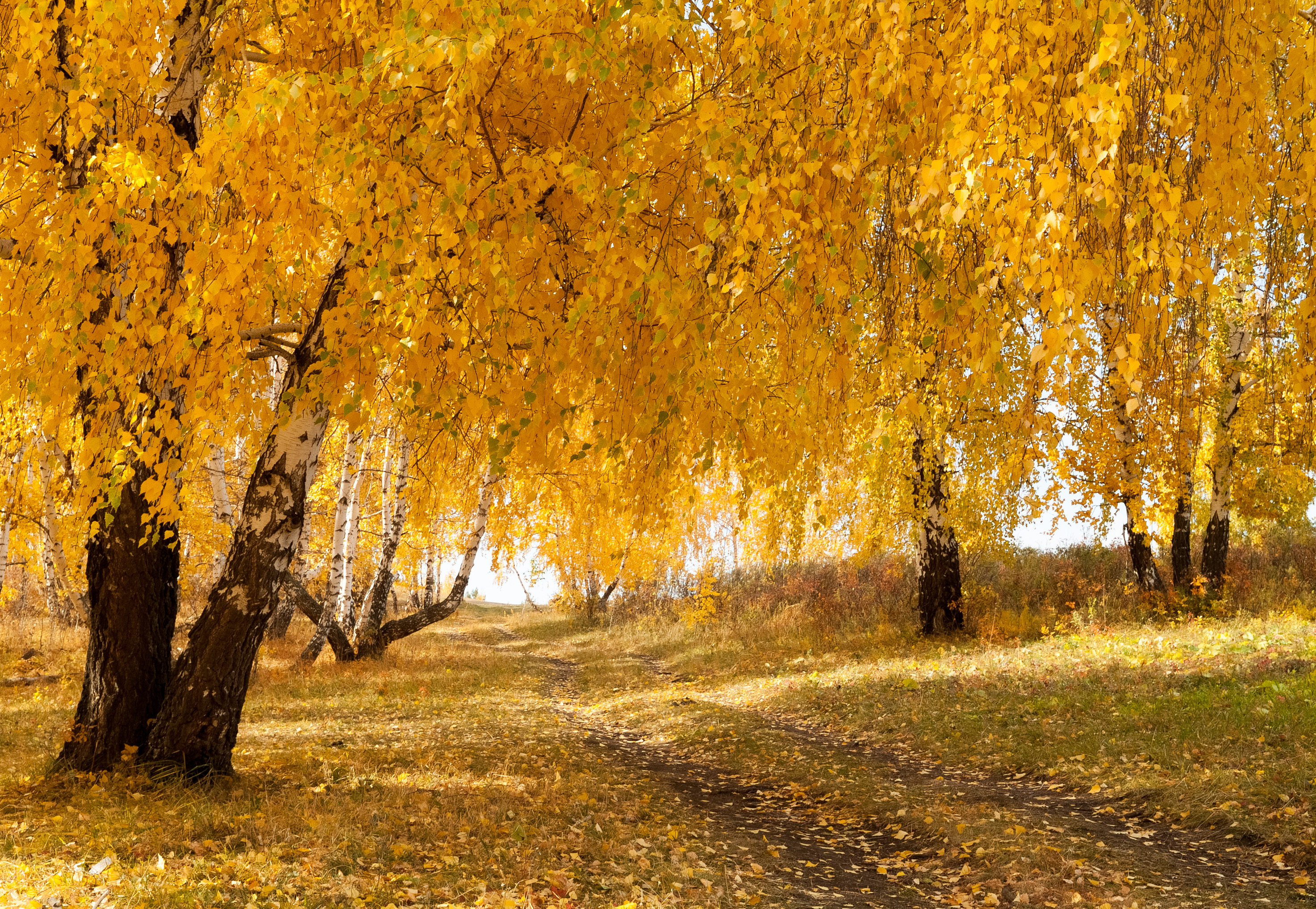 , Шустиков Дмитрий