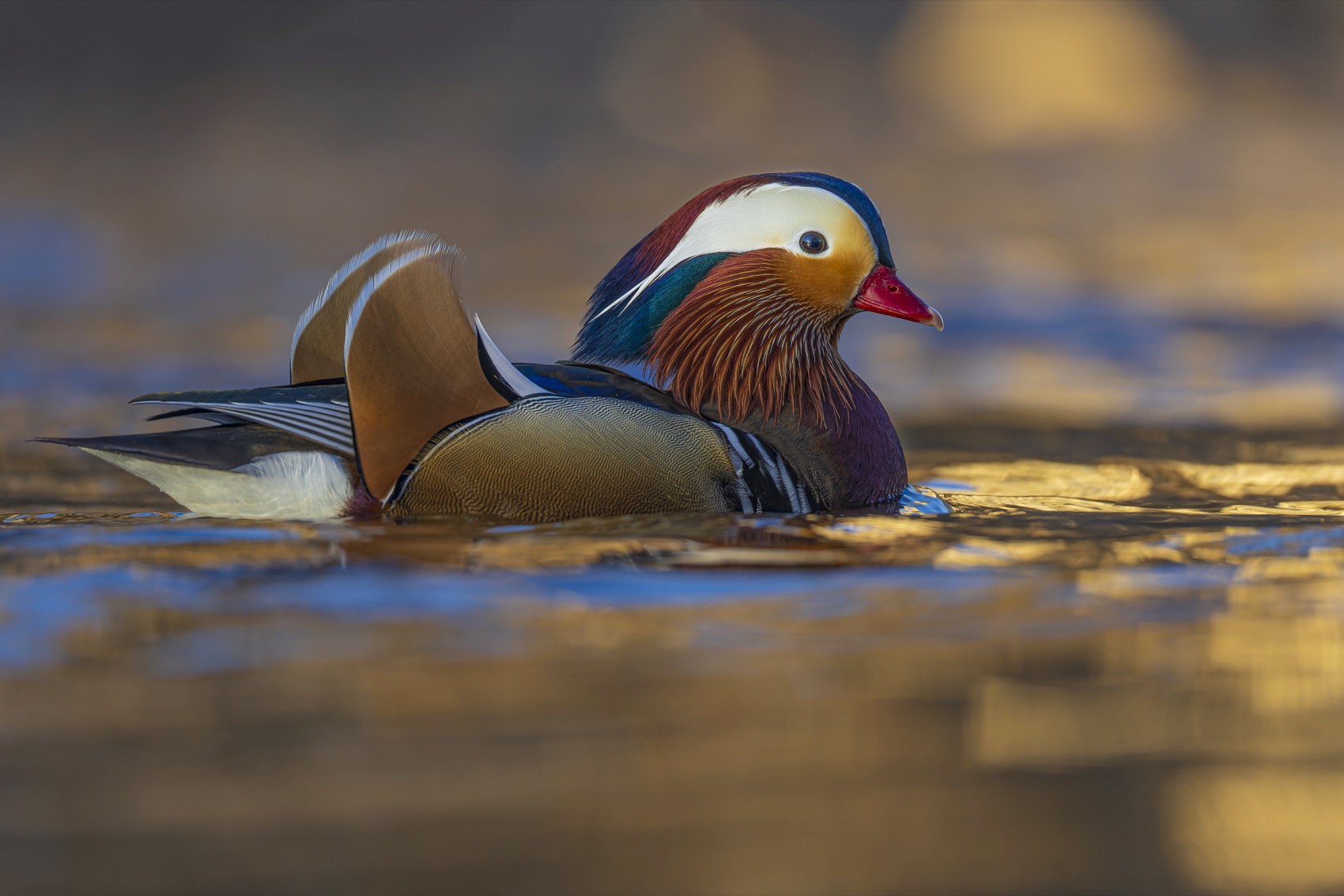 мандаринка, утка, птицы, Руслан Pl