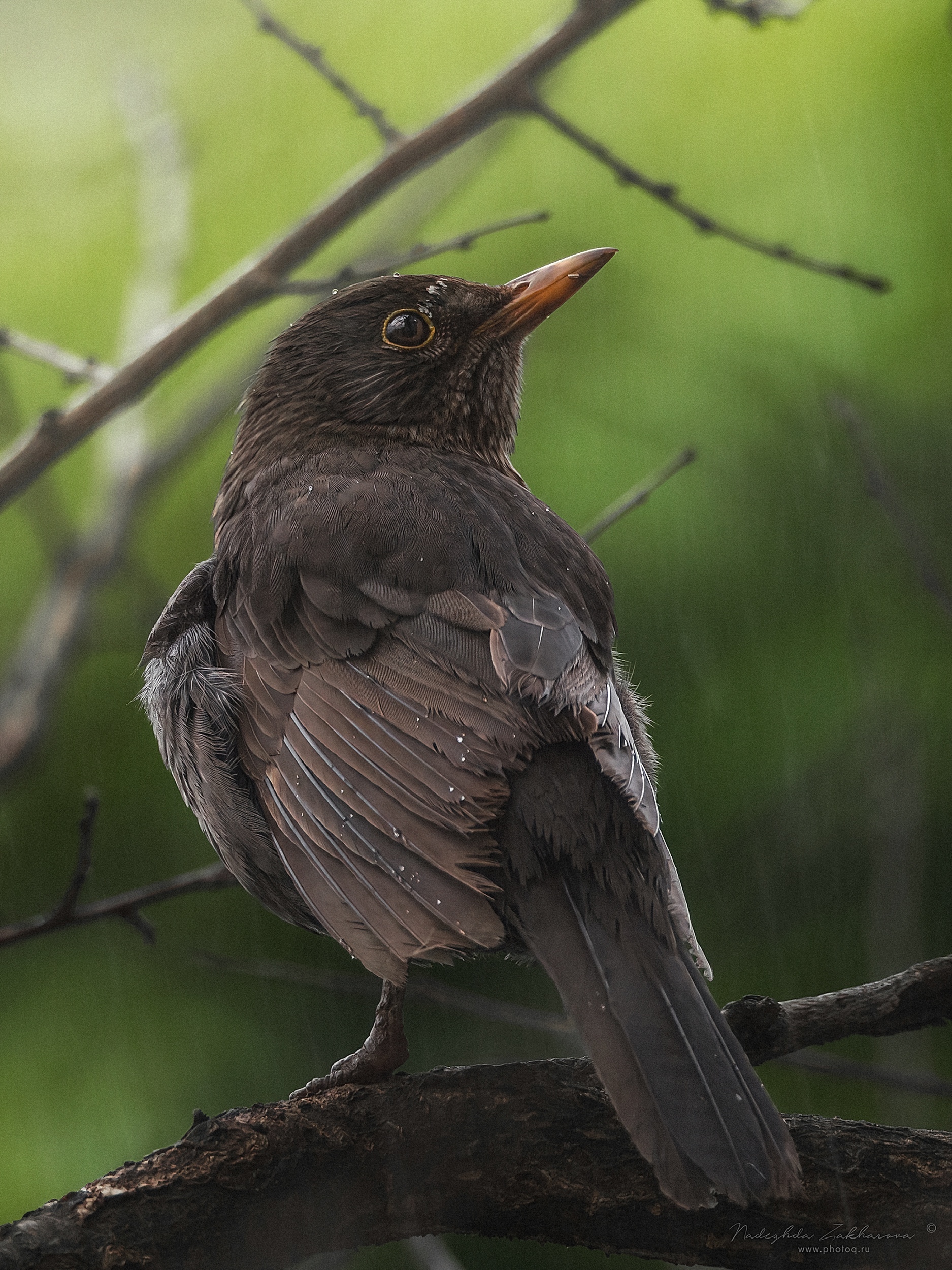 наблюдения за птицами, самка черного дрозда, черный дрозд, дрозд, птицы, портреты птиц, эмоции, весна, время дождей, дождь, весна2025, Nadezhda Zakharova