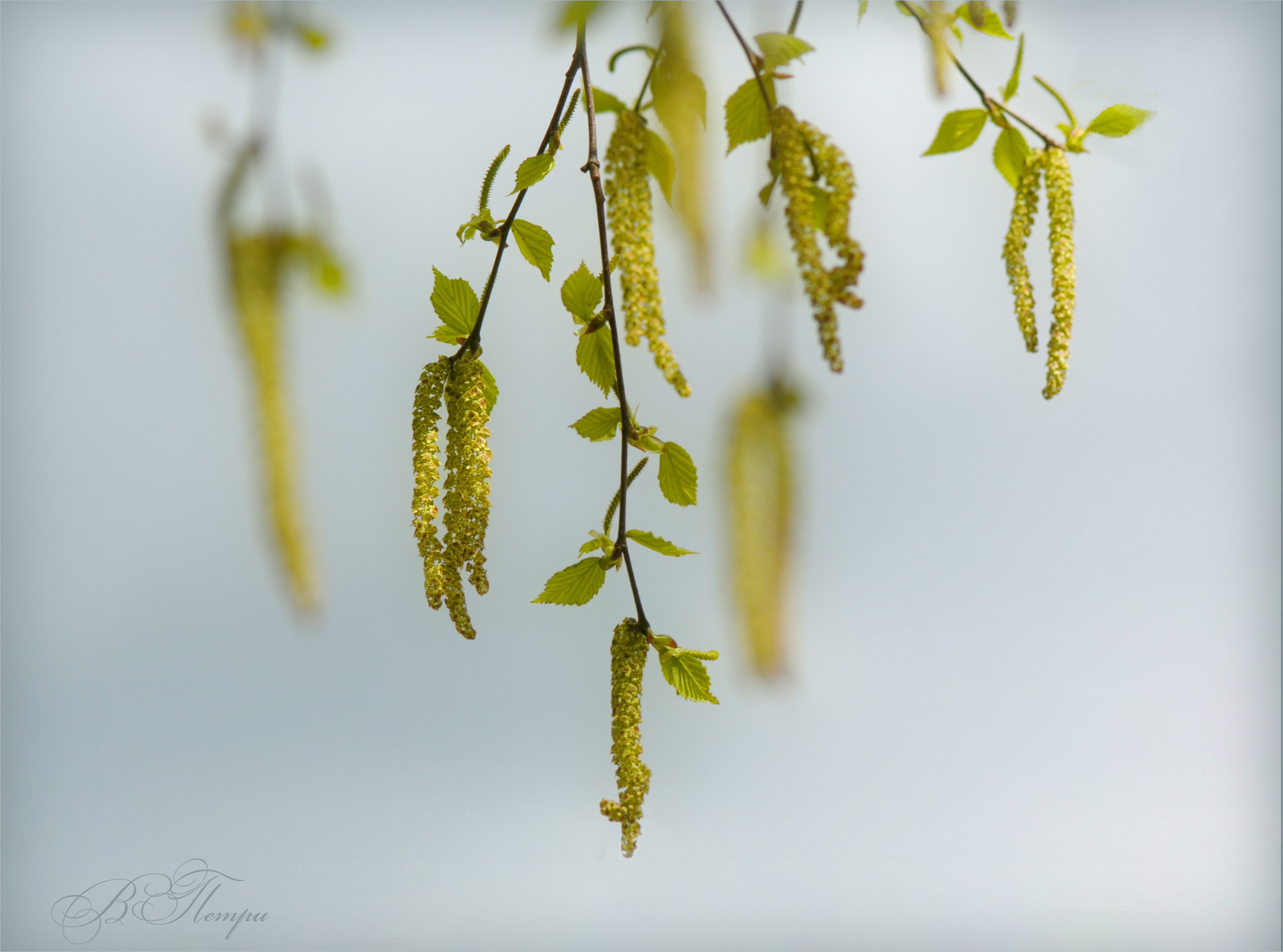 серёжки, листочки, туман, Вера Петри