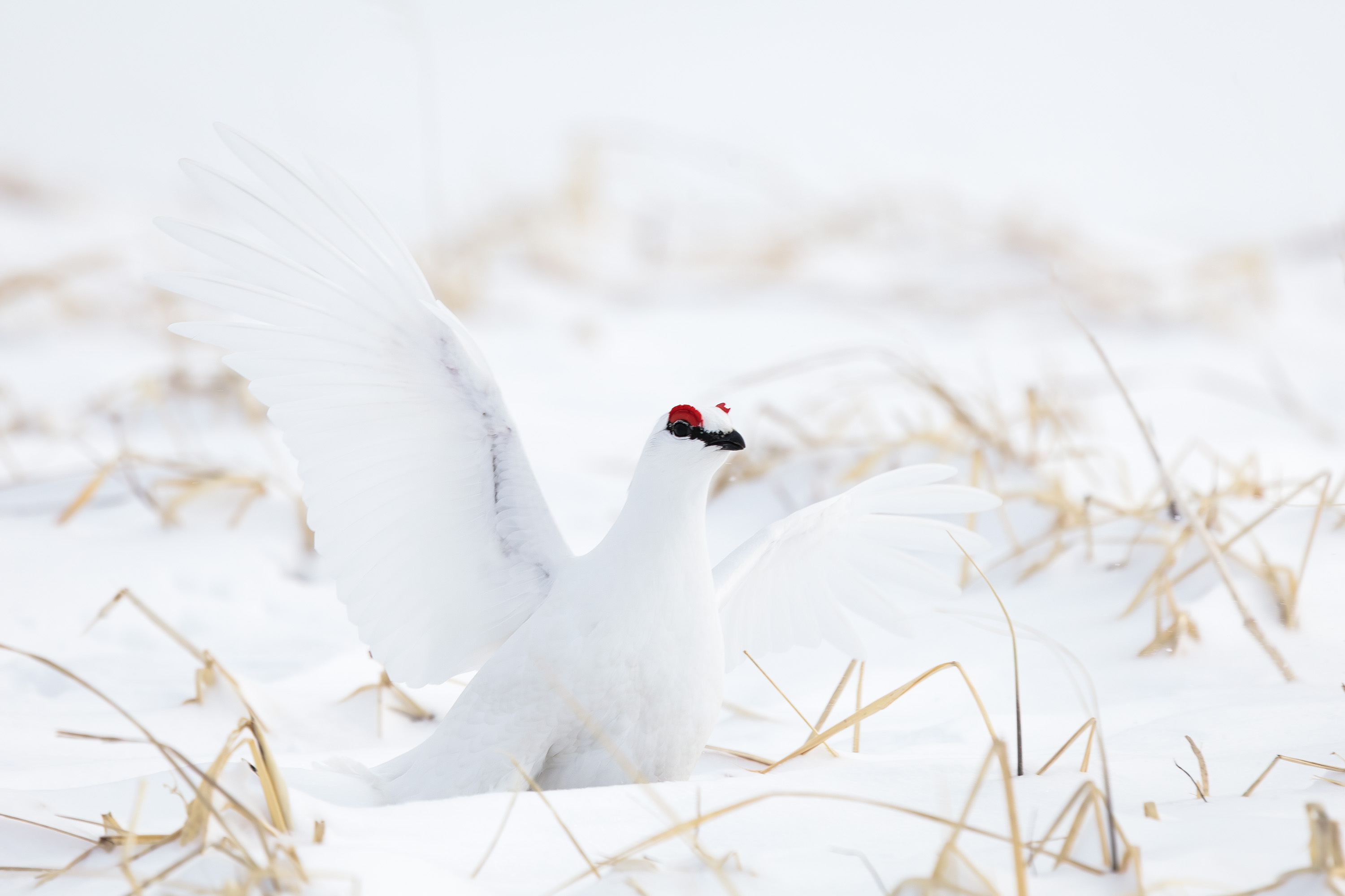 тундряная куропатка, весна, самец, белый, командорские острова, Уткин Дмитрий