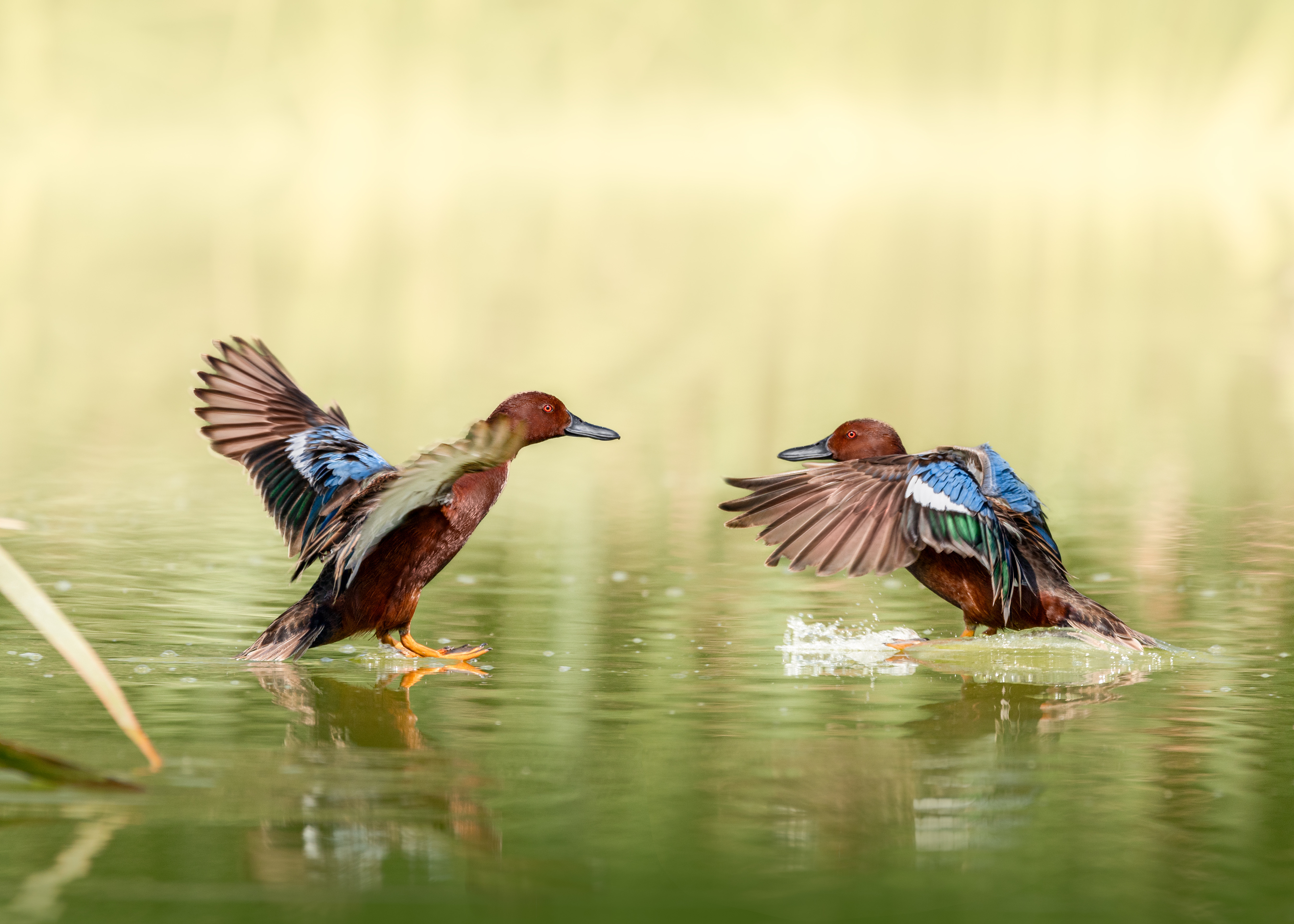 , Valle Clara Maikel