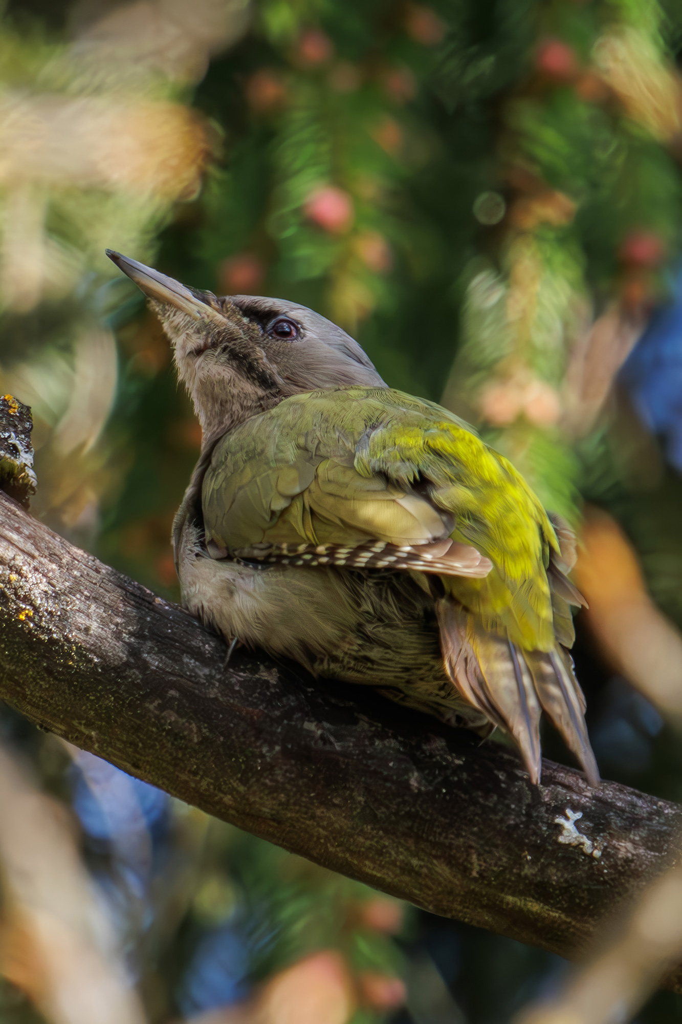 седой дятел, Морозов Сергей