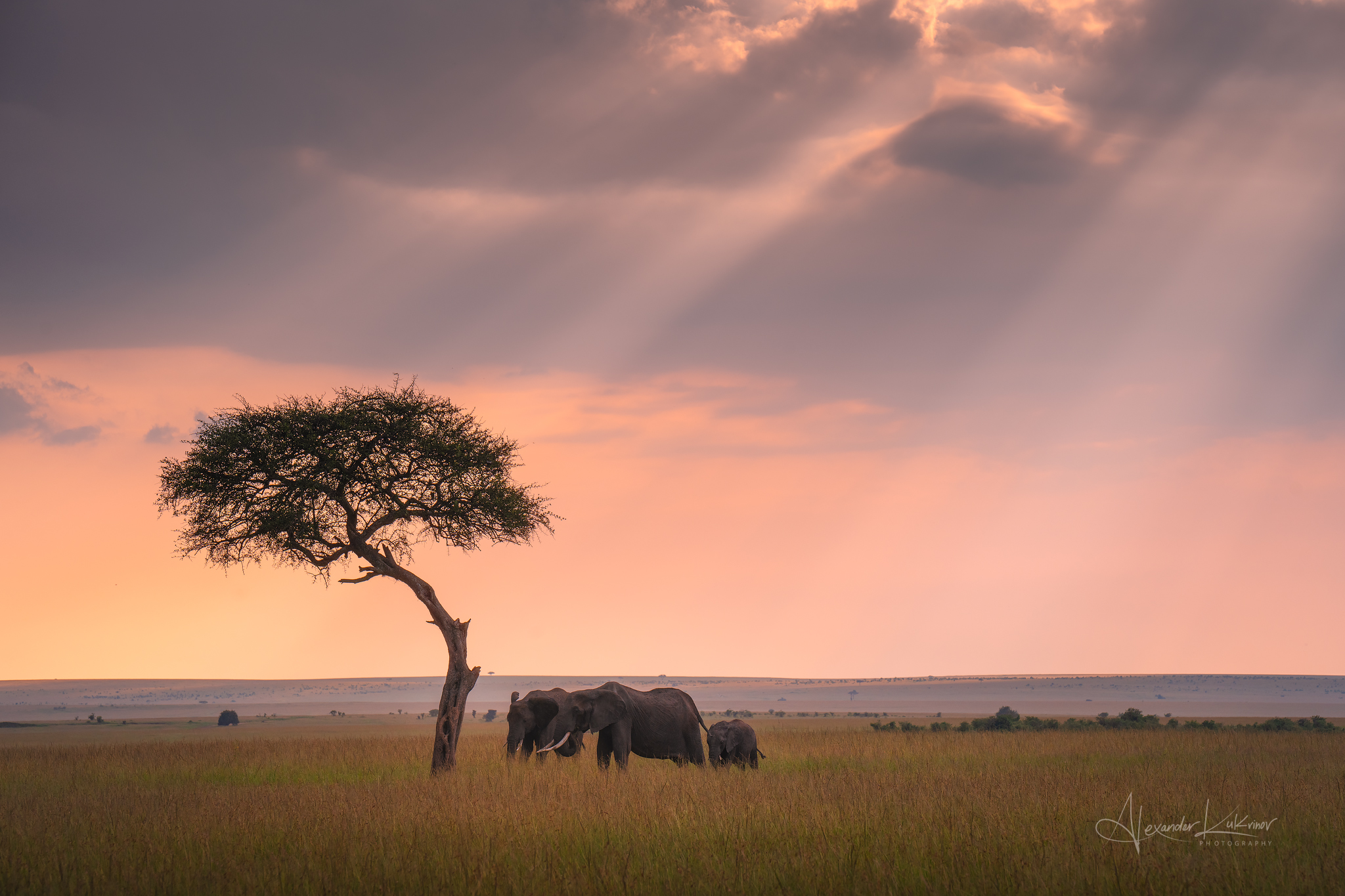 кения,закат,слоны, Александр Кукринов