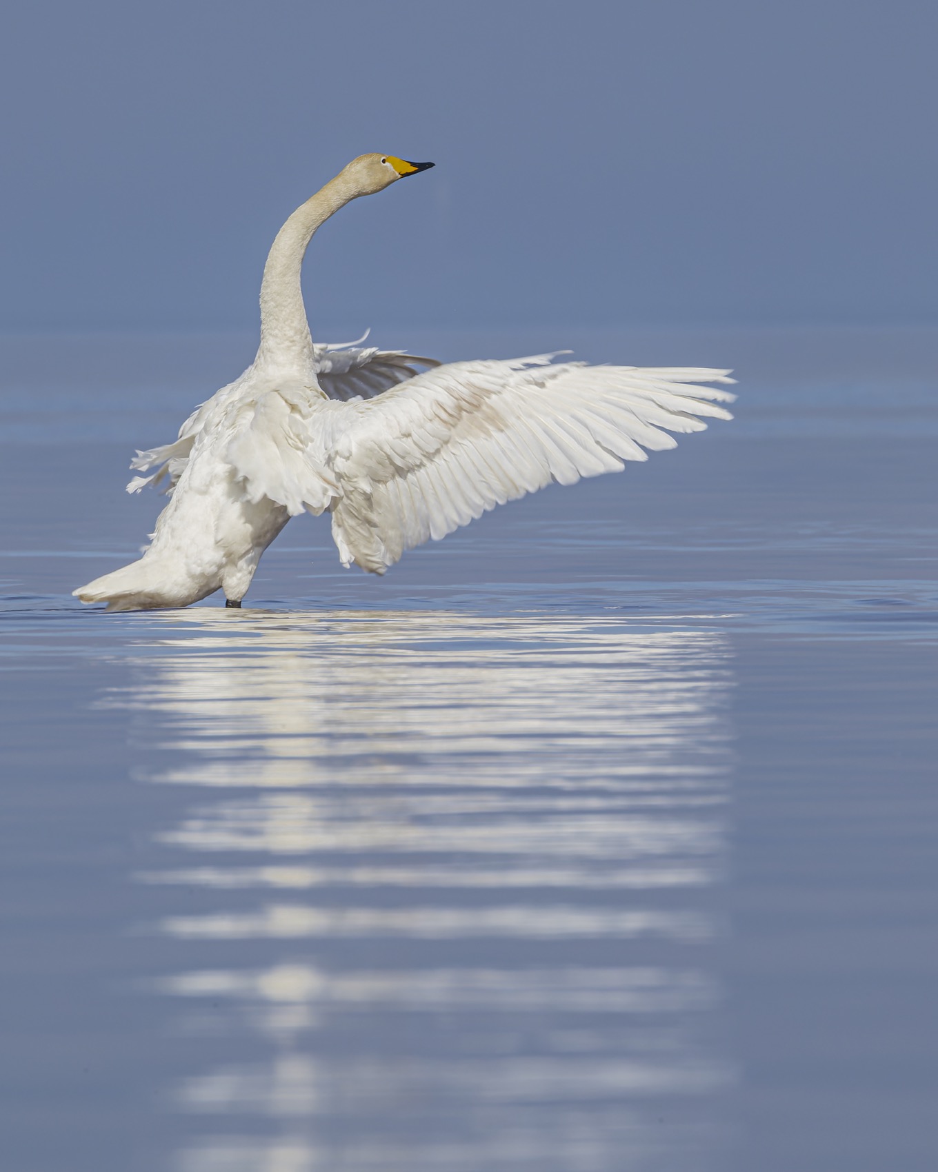 Лебедь кликун, птицы, Лебедь, кликун, Руслан Pl