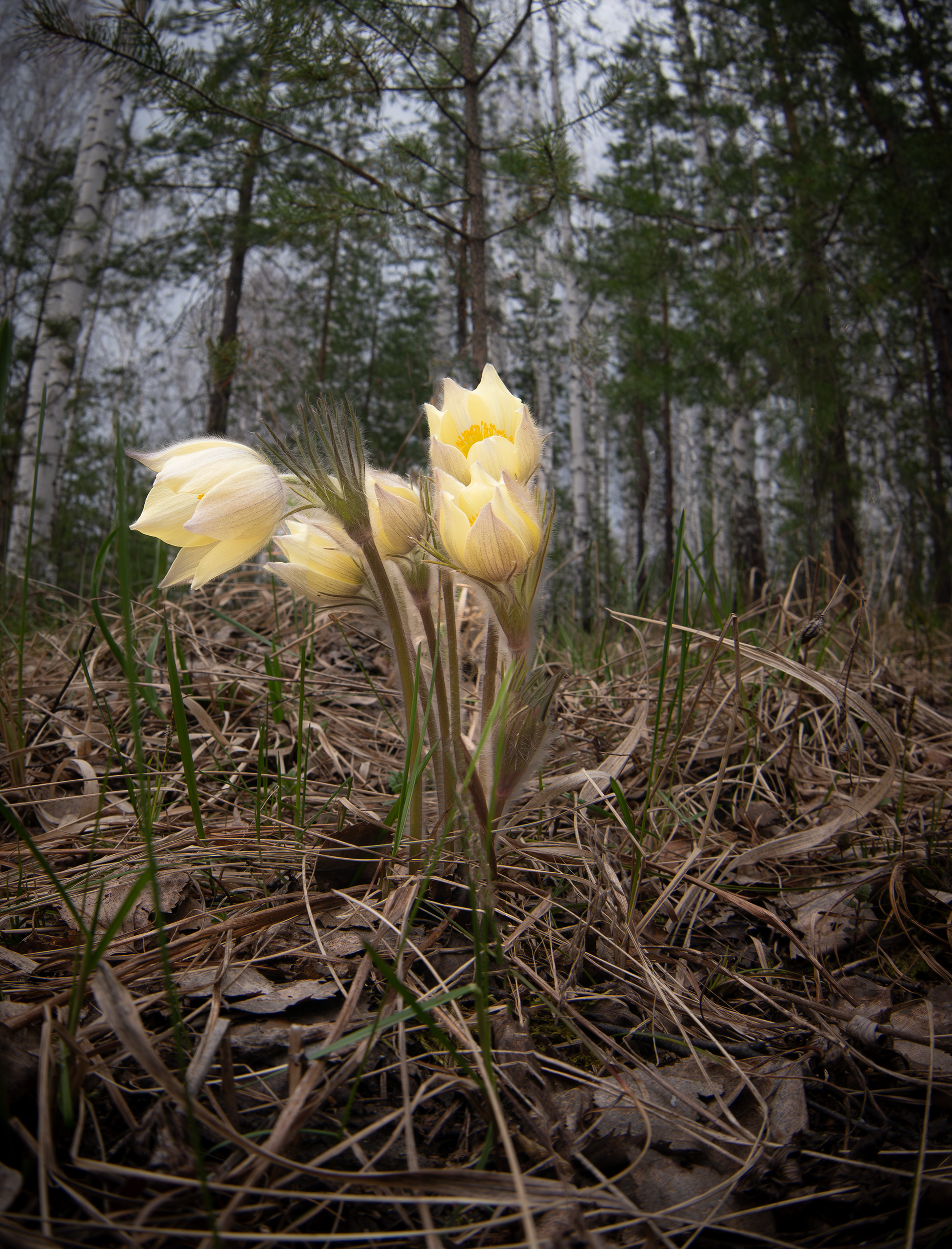, Закаляпин Денис