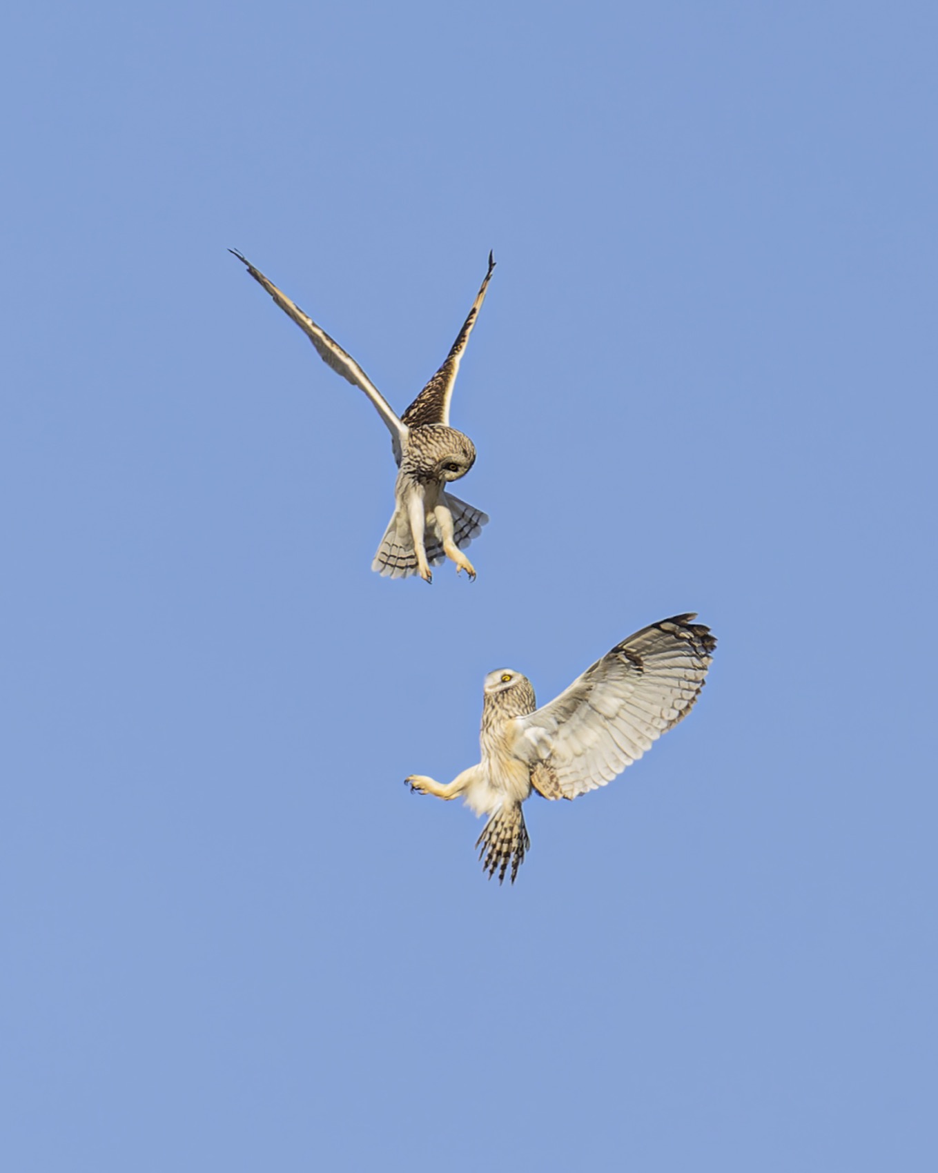 болотная сова, сова, птицы, Руслан Pl