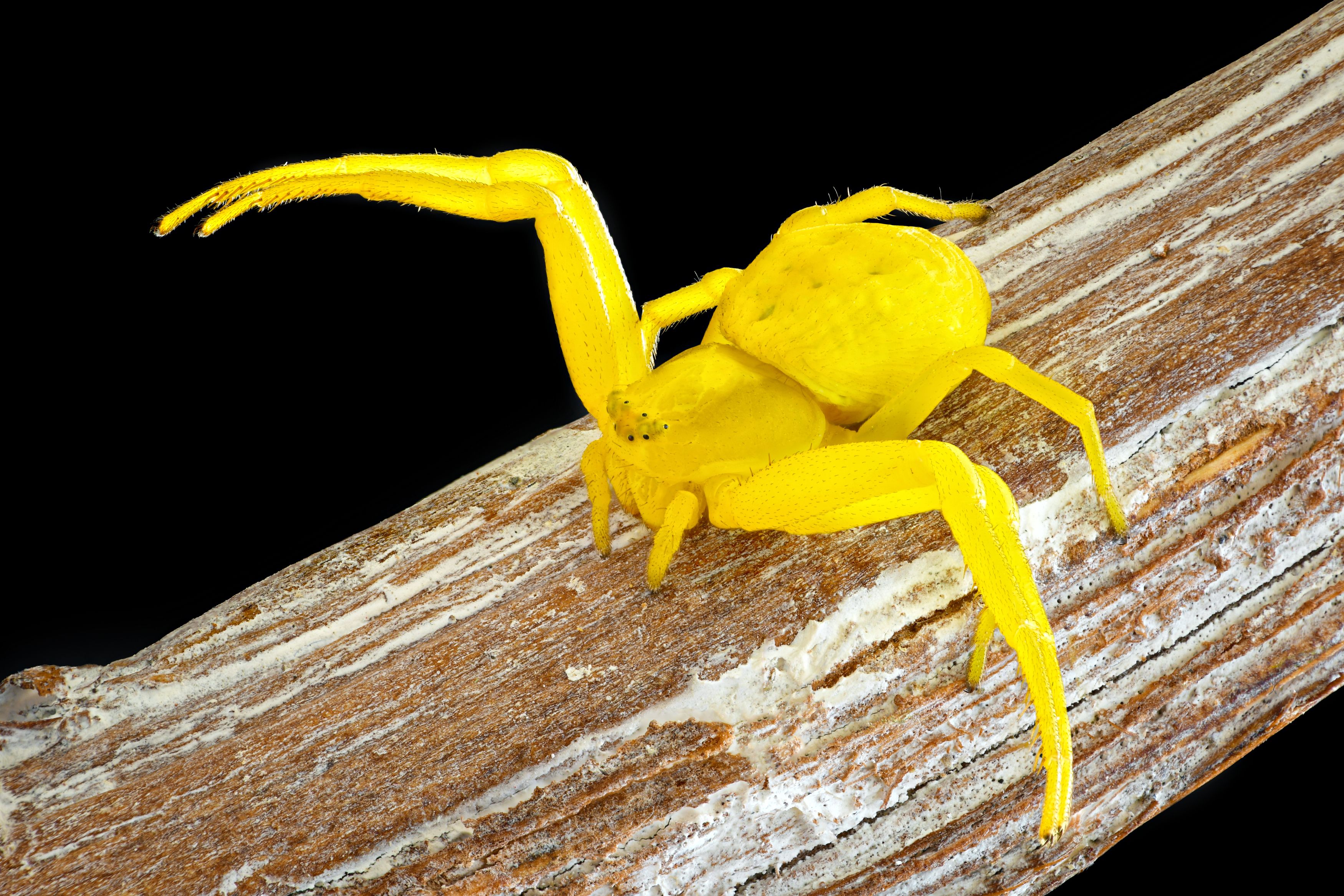 , Антон Финевич