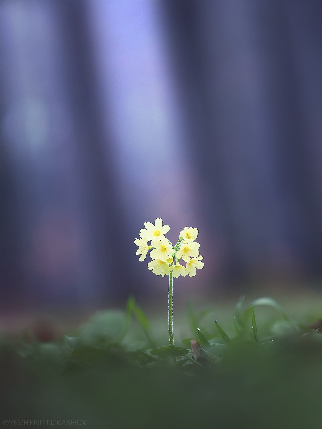 , Лукашук Евгений