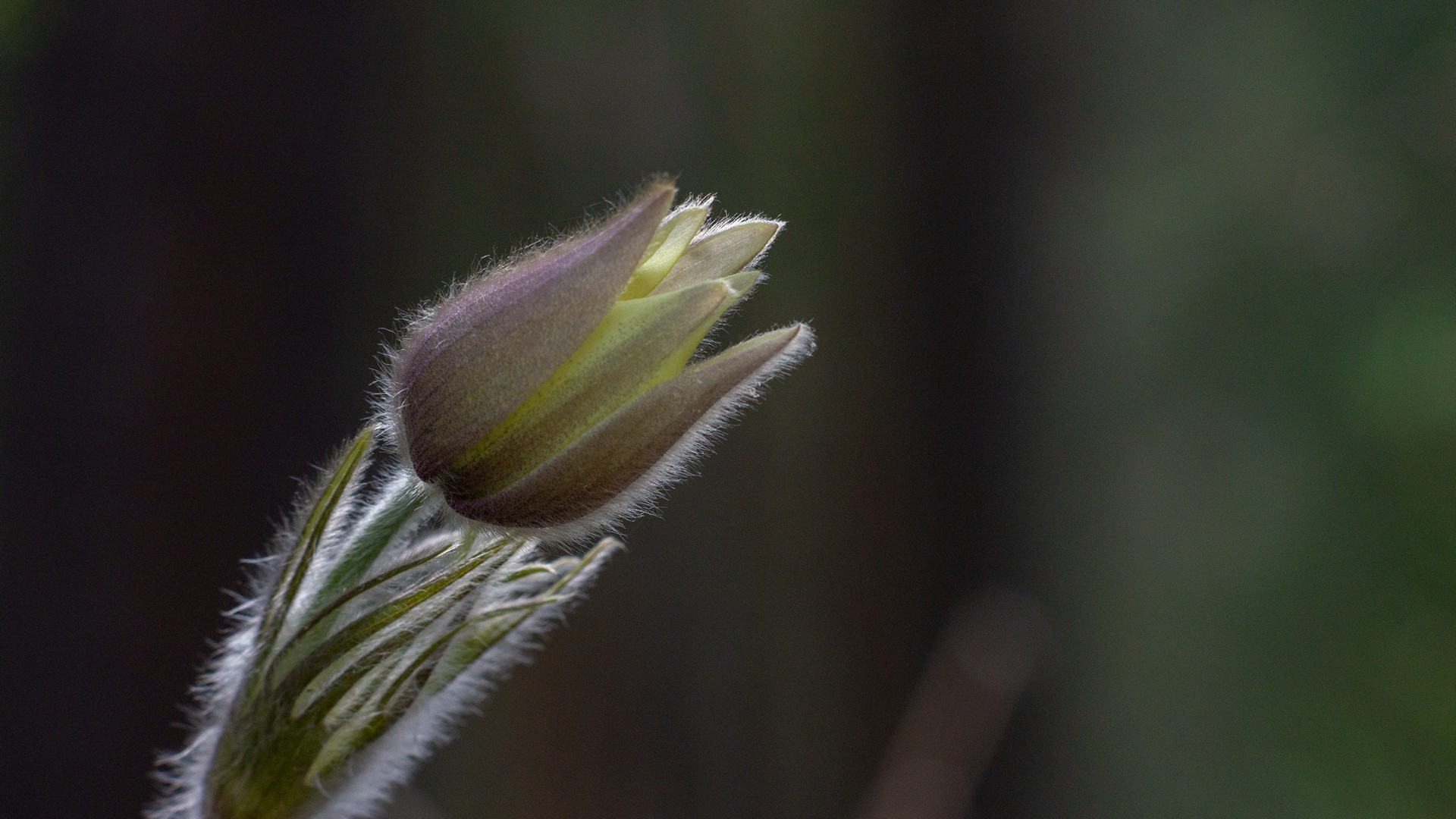 сон - трава, Беляев Юрий