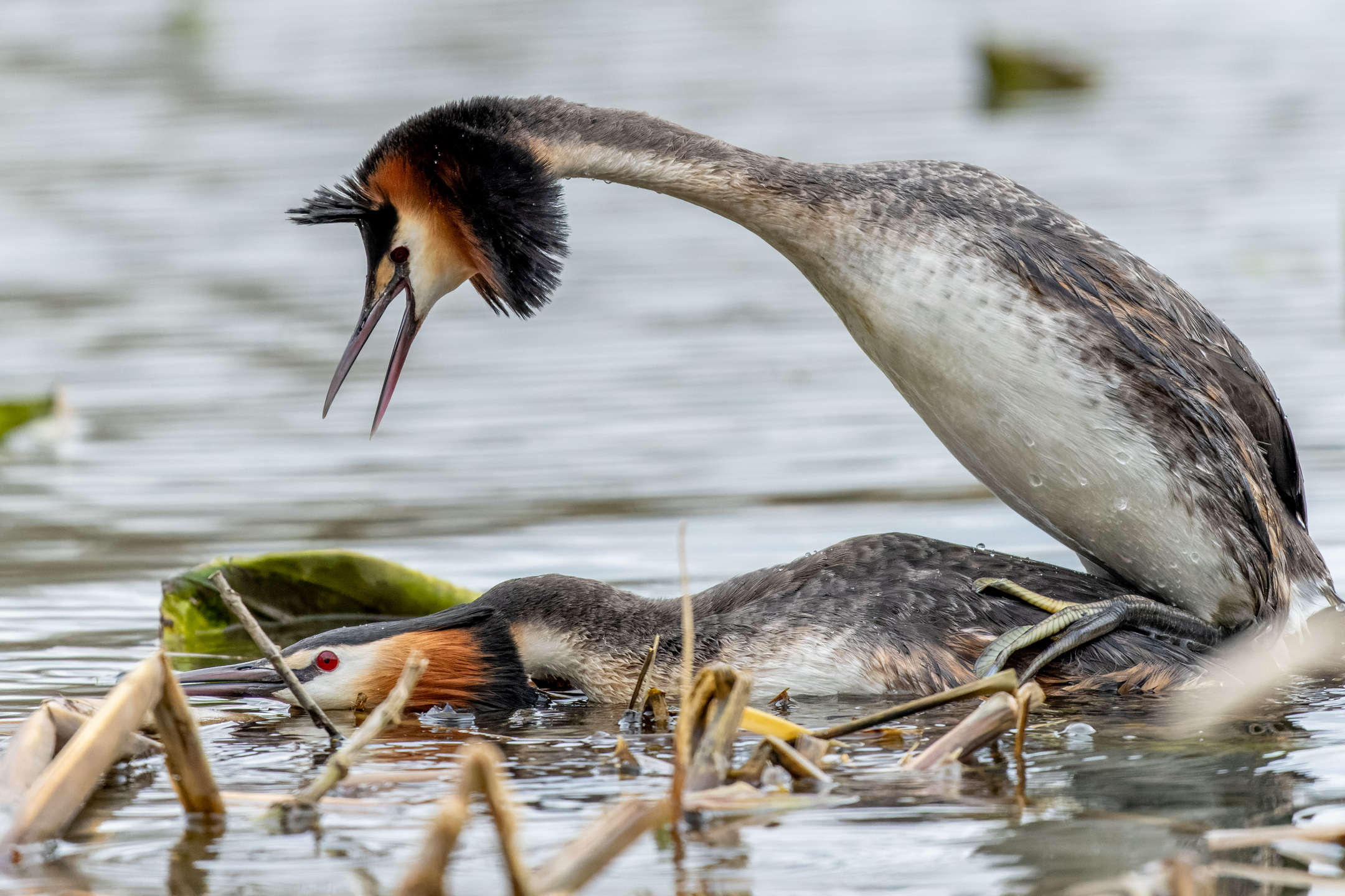 , Дэм Константин