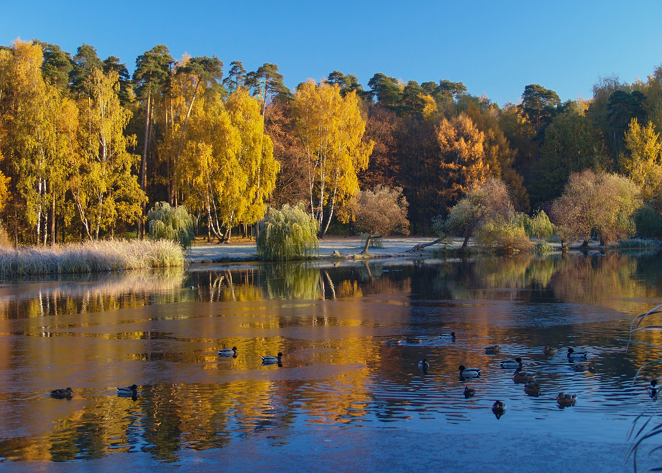 золотая осень, покровское-стрешнево, Медведев Александр