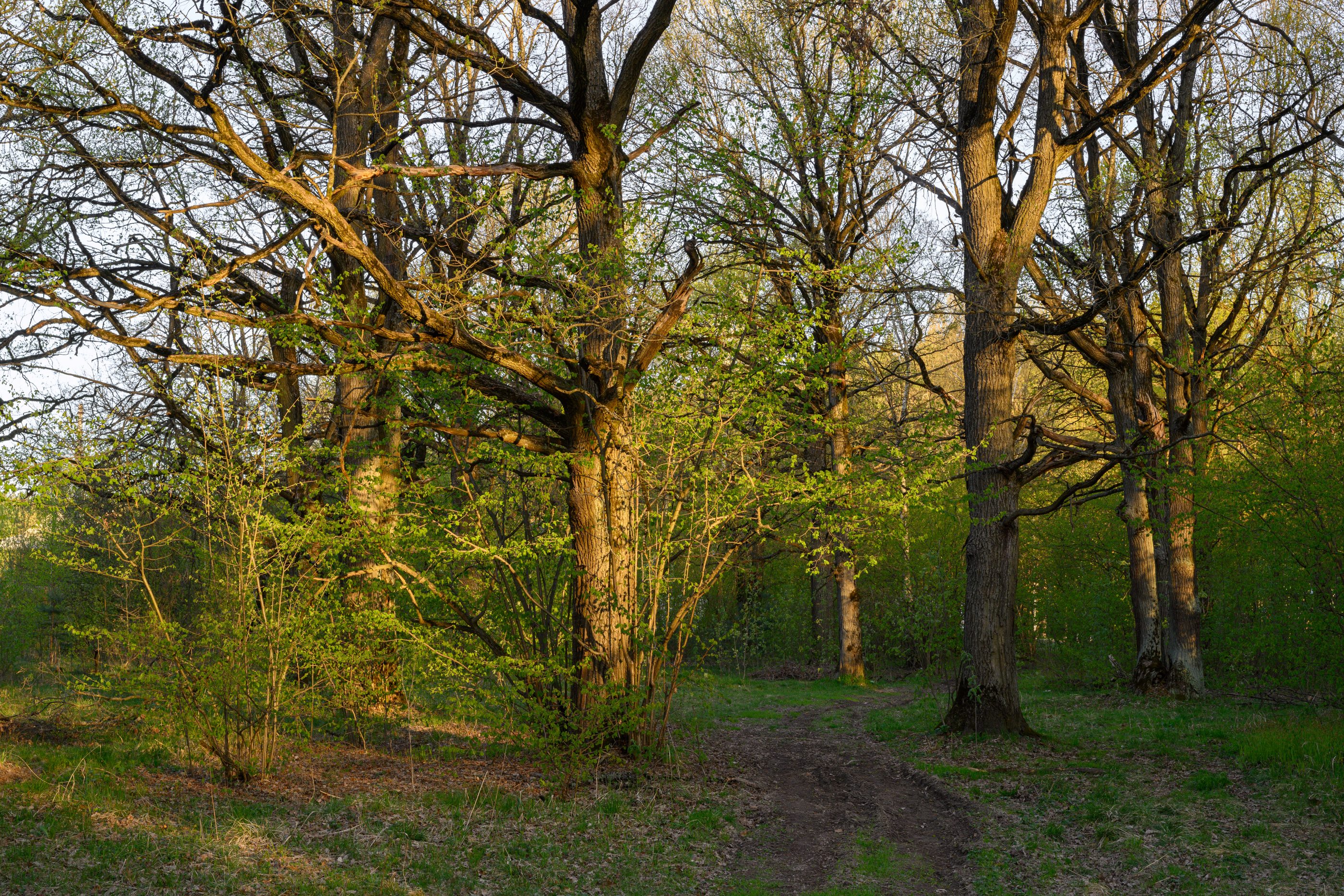 forest, tree, light, foliage, sunlight, oak, morning, evening, spring, trail, path, Андрей Козлов