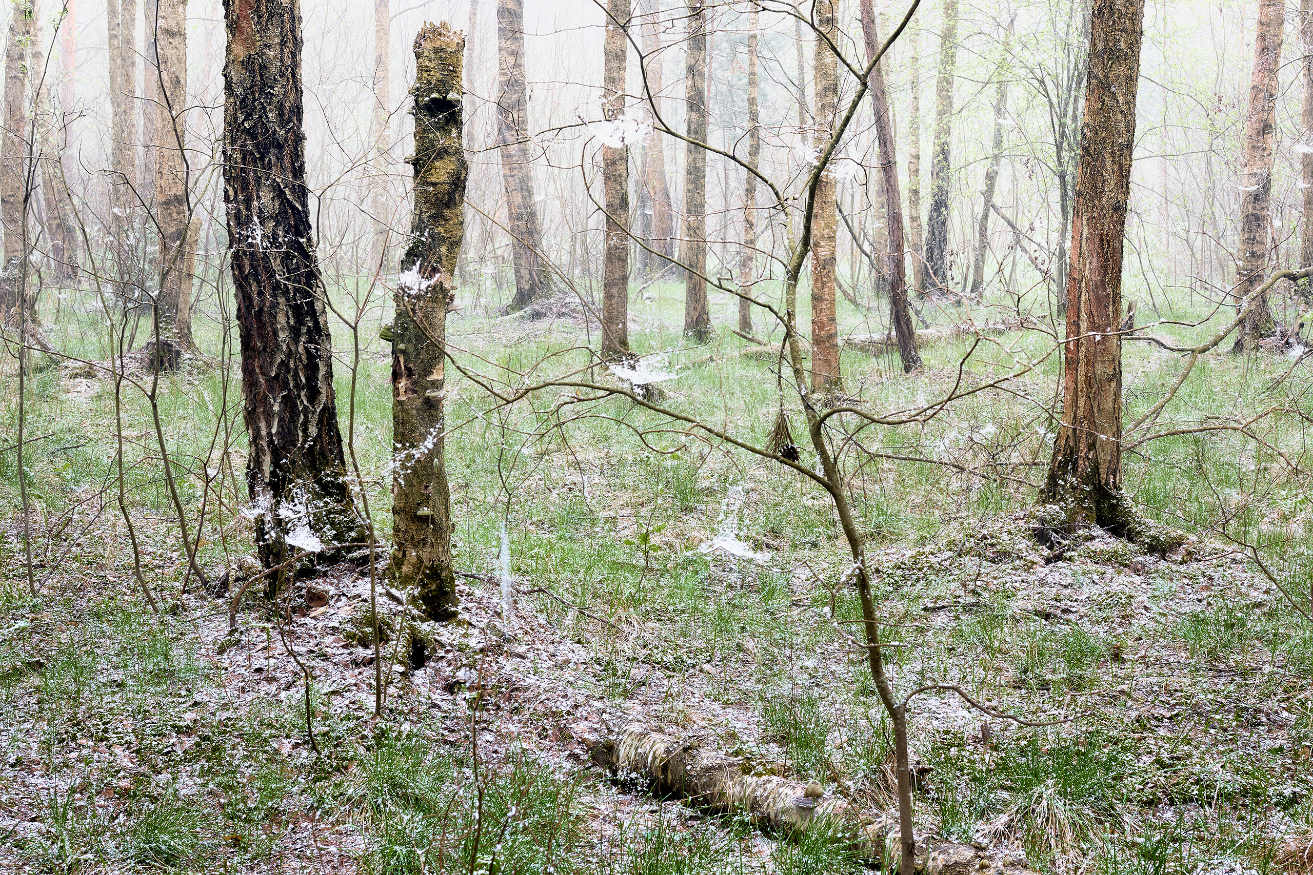 лес, снег, Валерий Вождаев