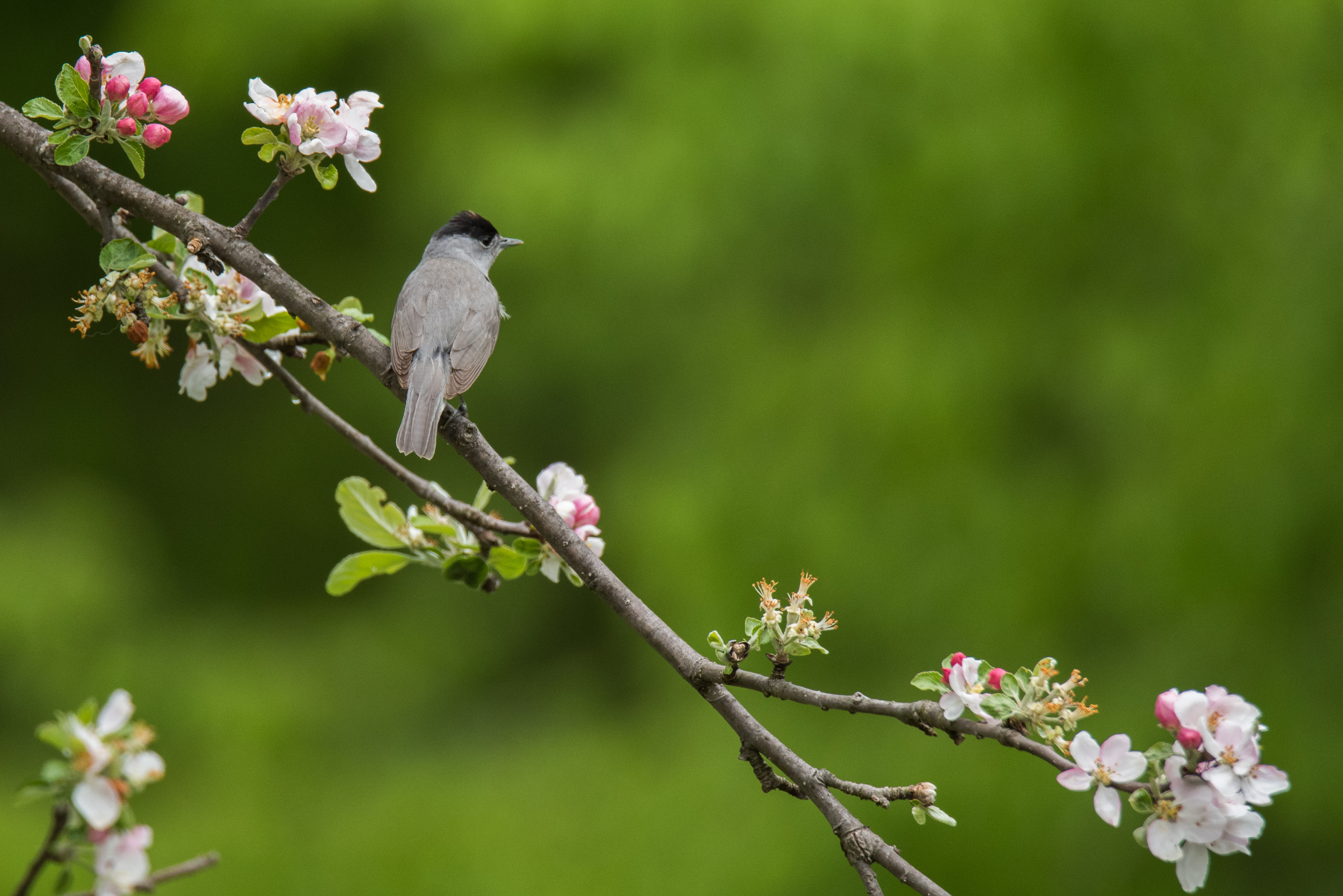 , Дмитрий Величко