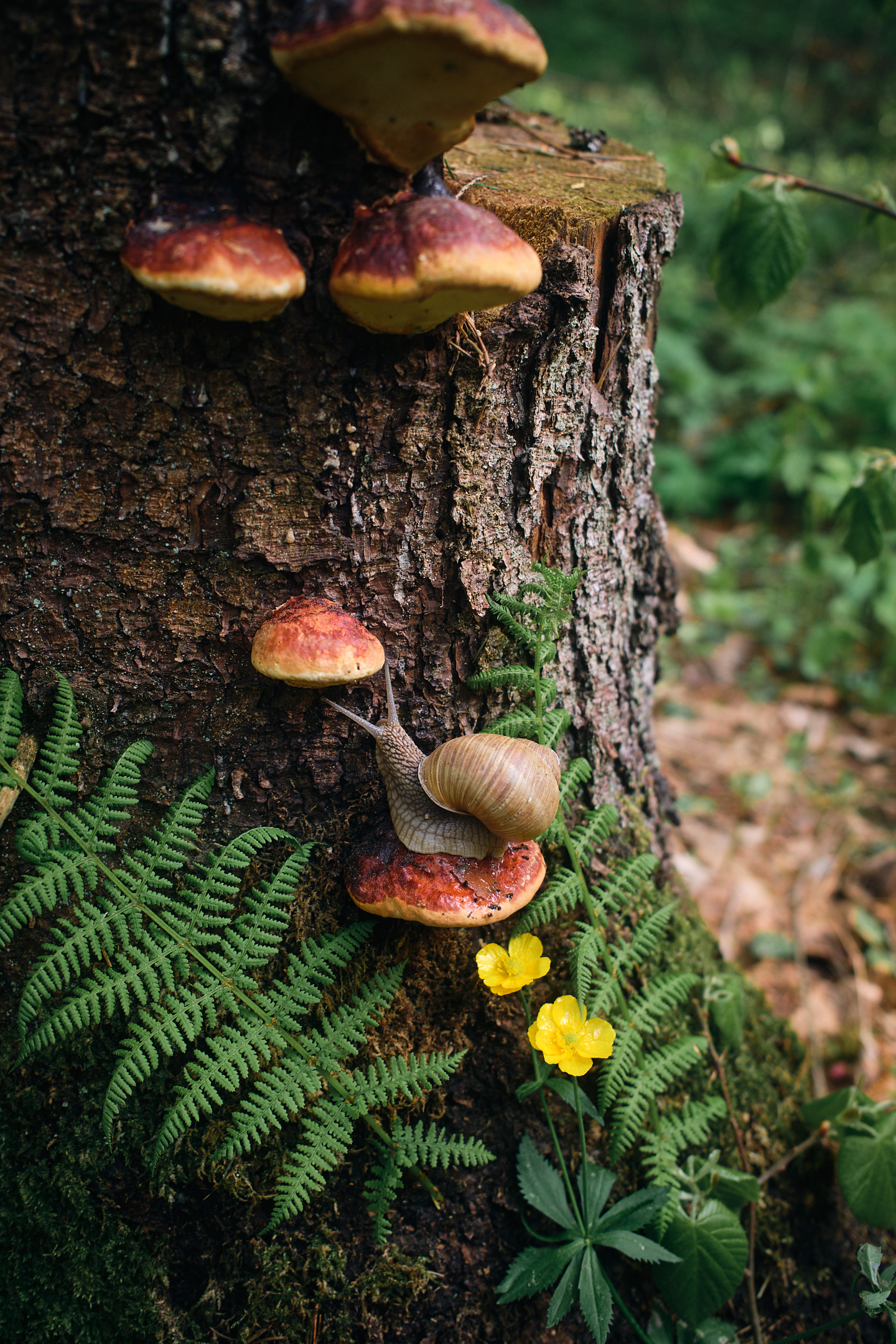 , Дыбов Дмитрий