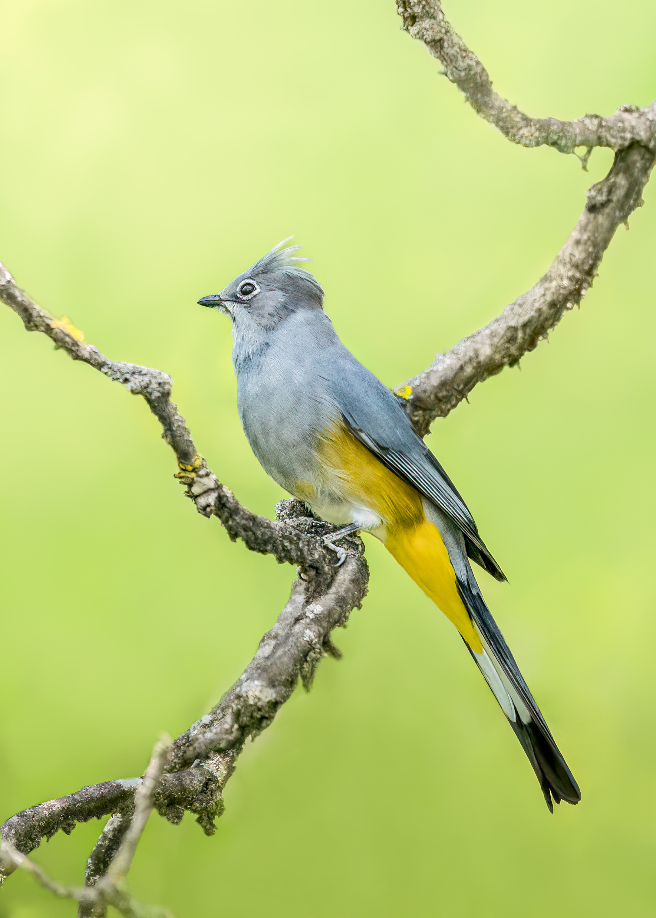 , Valle Clara Maikel