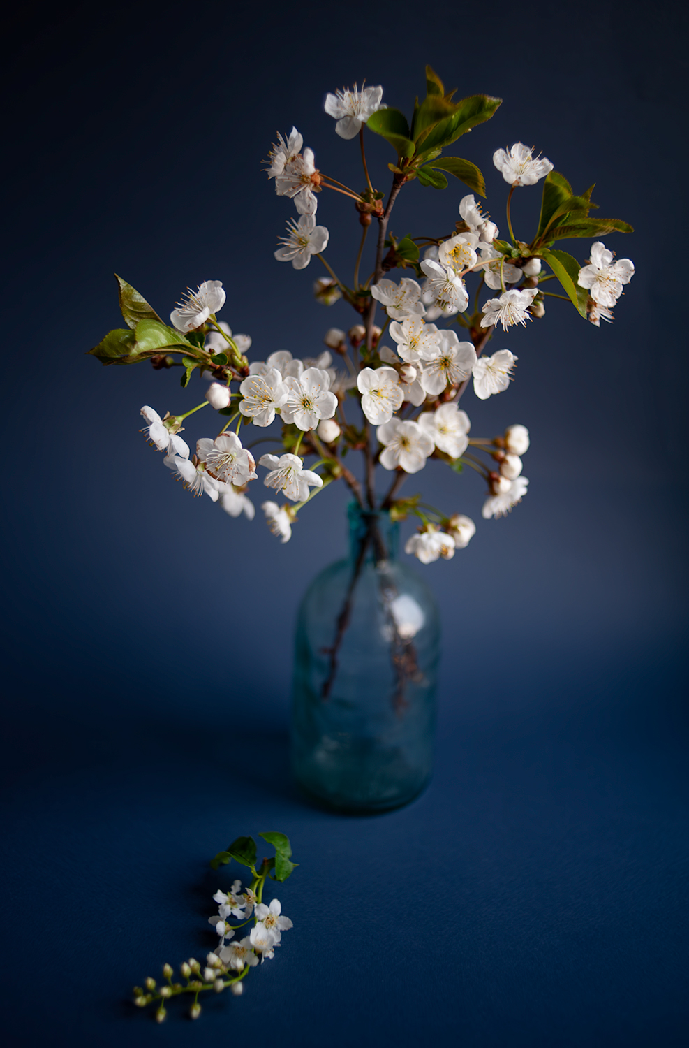 , Васильева Дарья