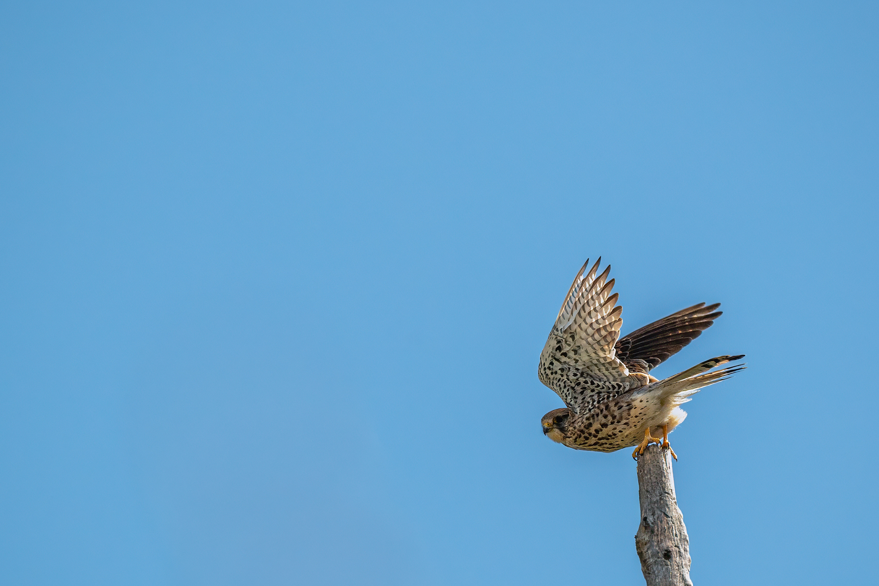 птицы, животные, дикая природа,  birds, animal, wildlife, Sajkovski Dejan