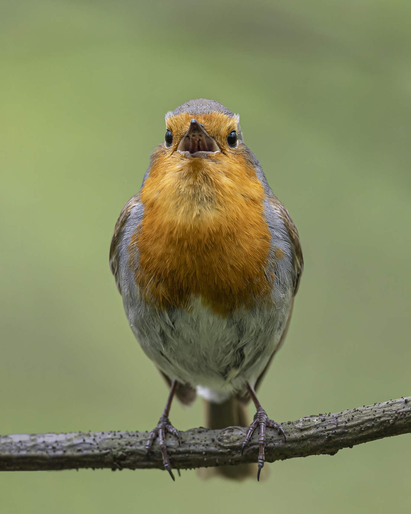 малиновка, зарянка, птицы, Руслан Pl