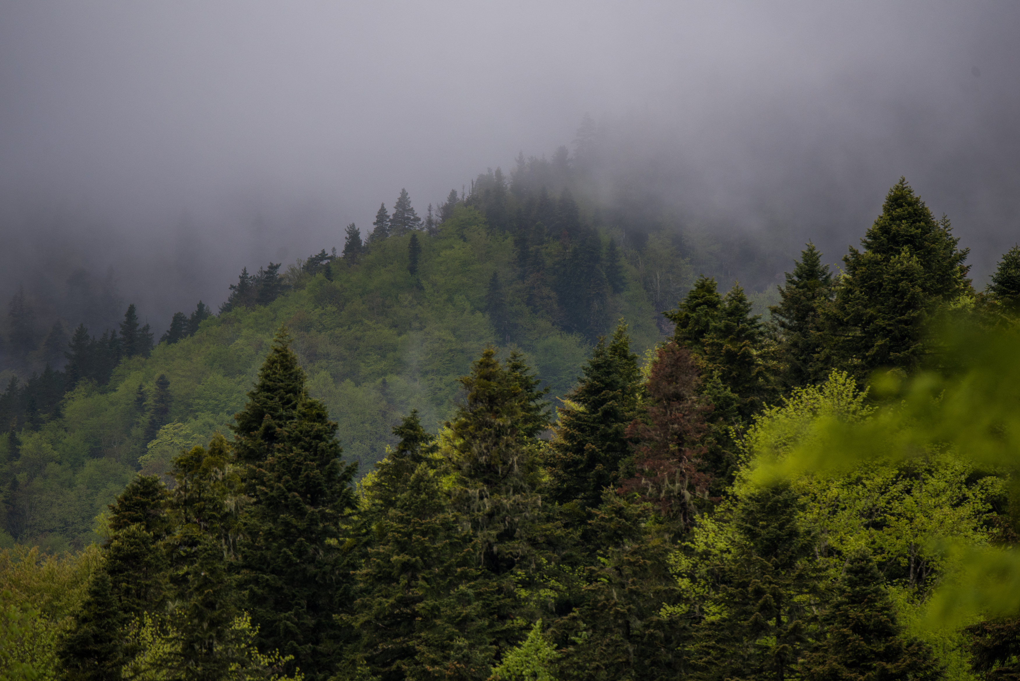 , Дмитрий Величко