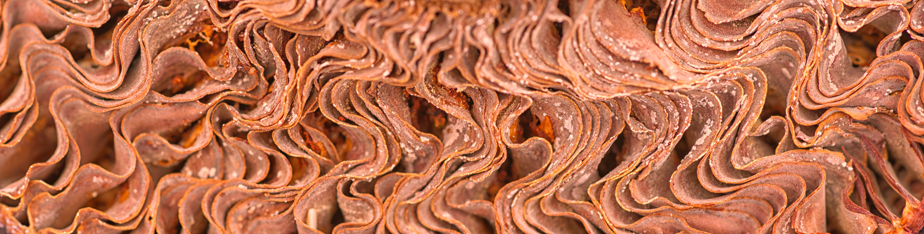 , Лариса Дука