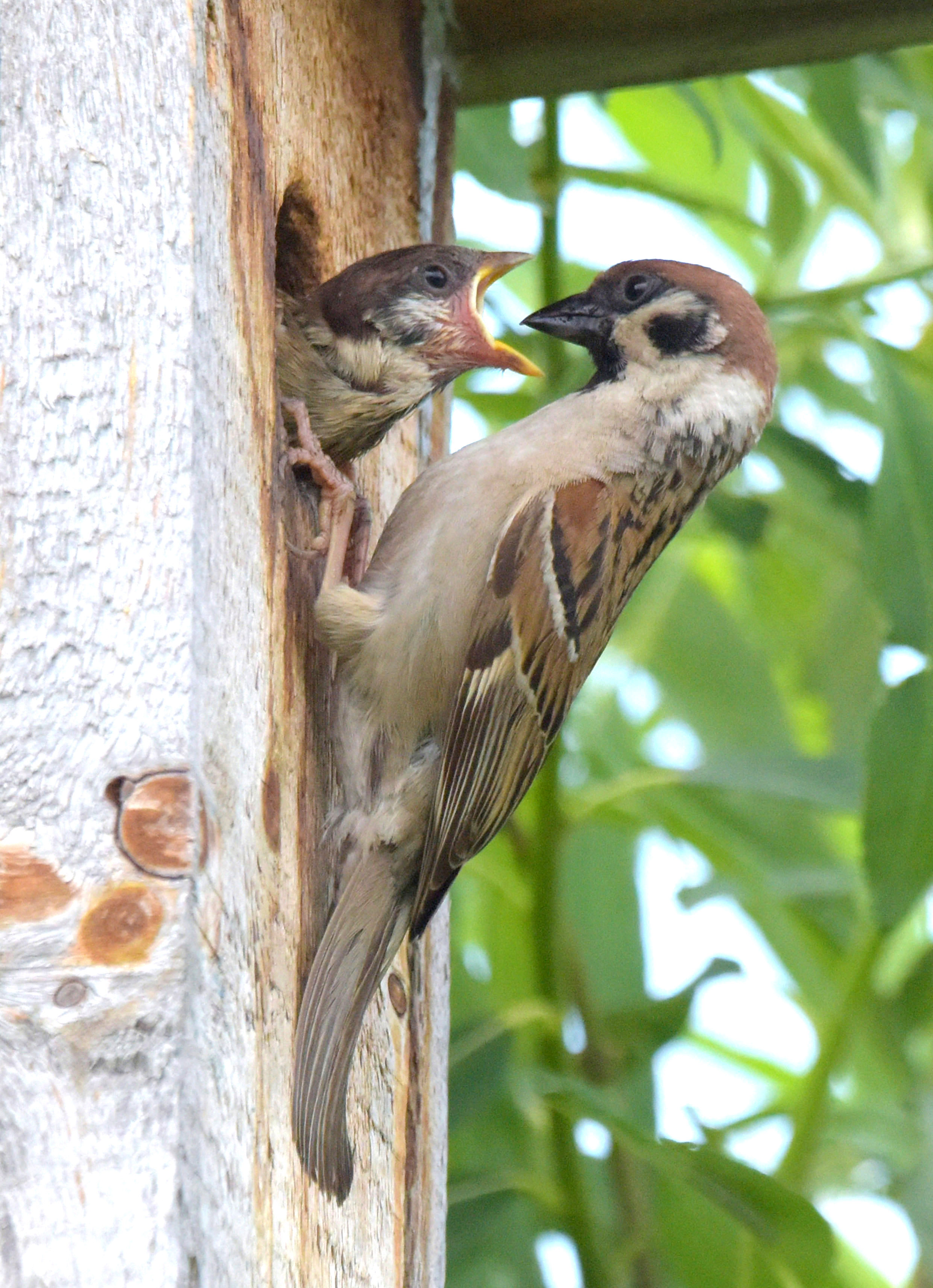 , Белоусов Михаил
