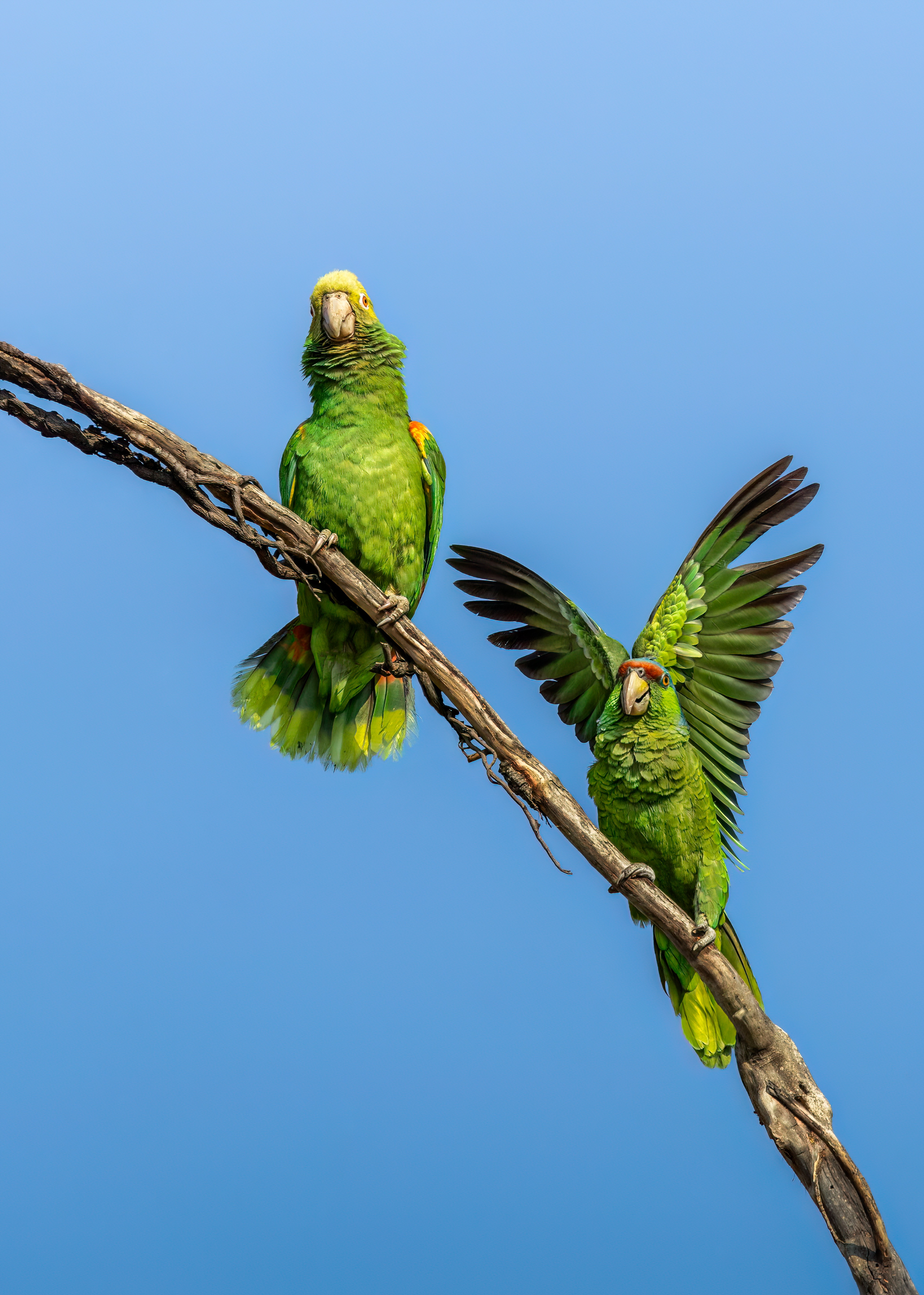 , Valle Clara Maikel