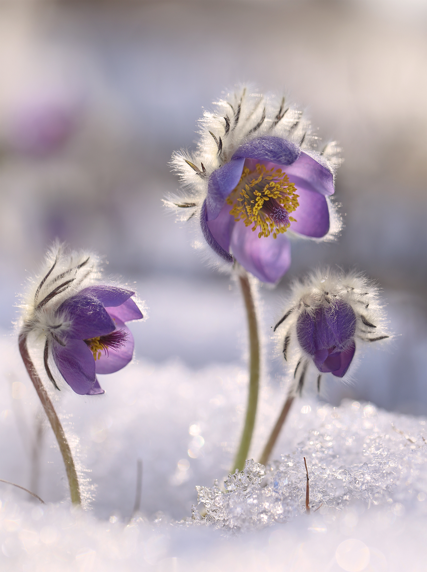 нерюнгри,прострел, якутия, сон-трава, женялевина, евгениялевина, растенияякутии, растениялевиной, Евгения Левина