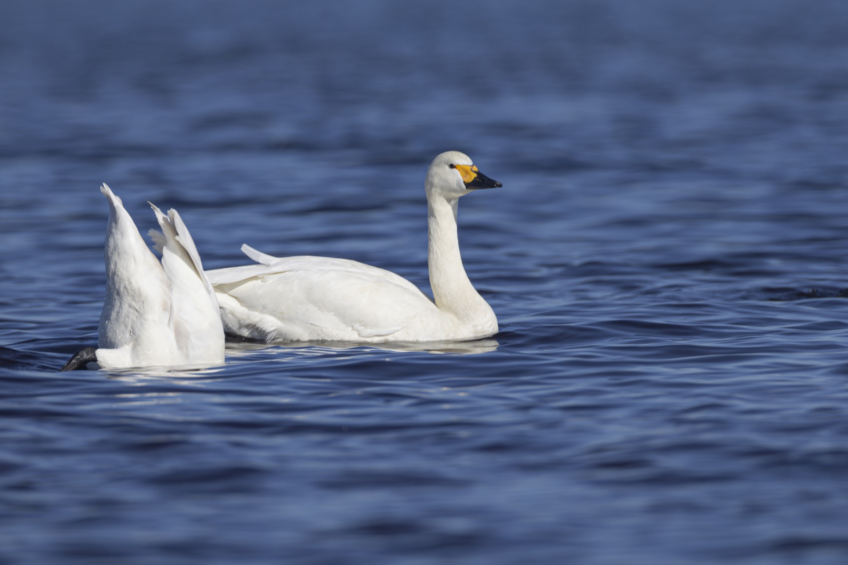 Тундровый лебедь, птицы, Лебедь, малый лебедб, Руслан Pl