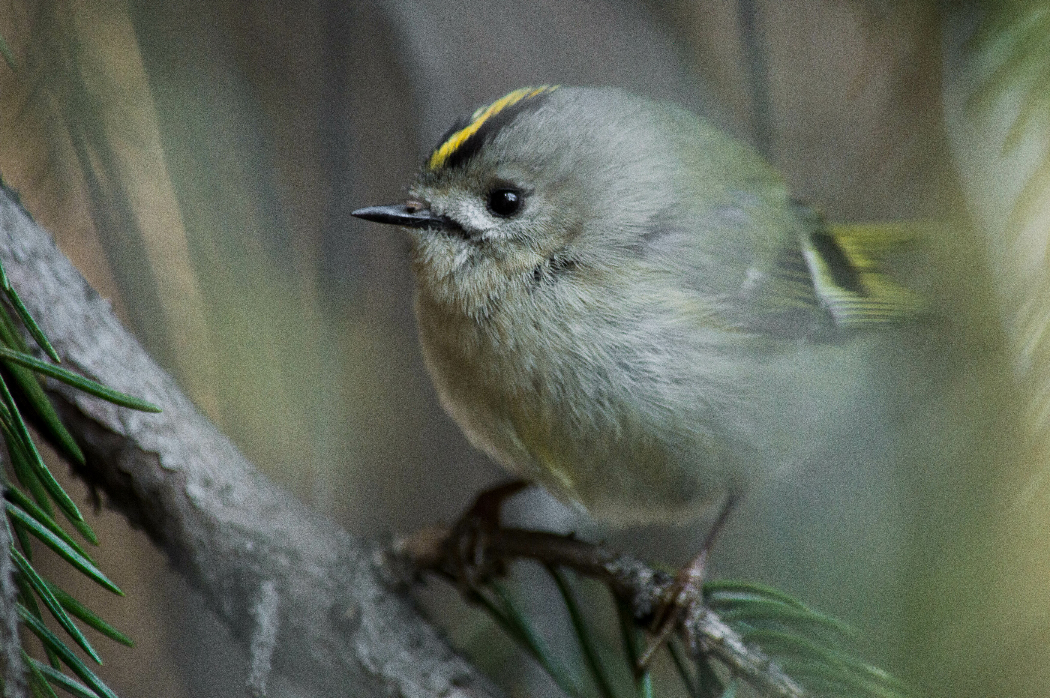 , Красников Андрей