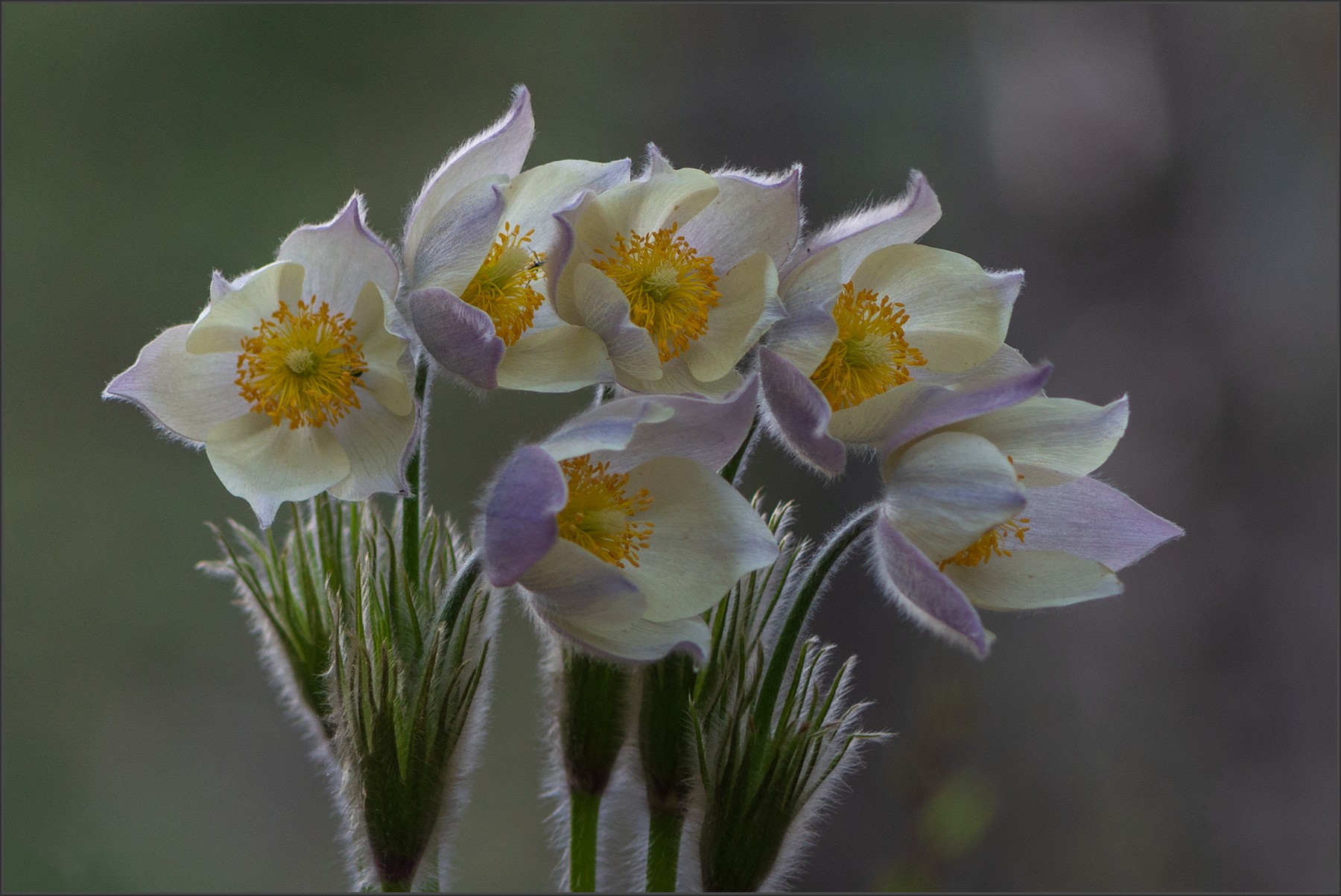 сон - трава, Беляев Юрий